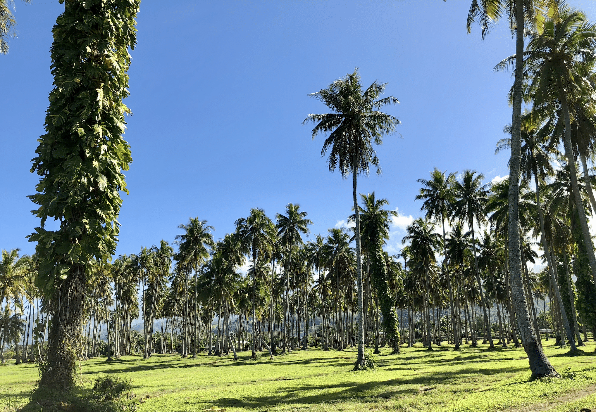 top 10 des choses a faire a tahiti : la presqu'ile de tahiti iti