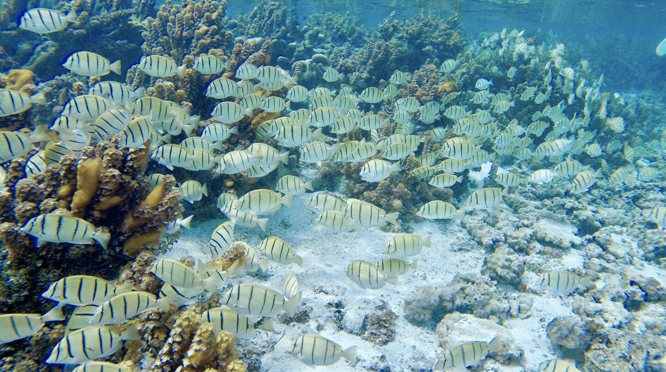 le jardin de corail du moto tau tau a taha'a