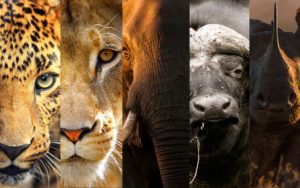 safari en tanzanie : le big five