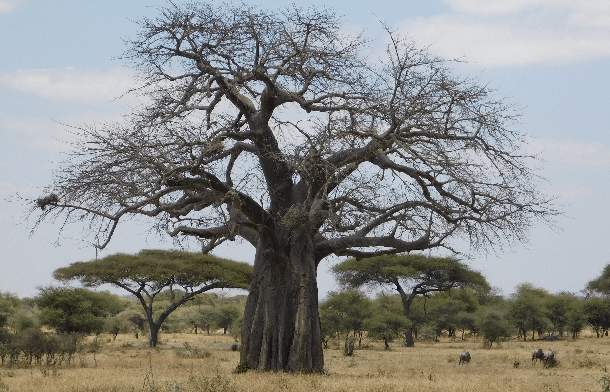 le baobab, l'arbre symbolique du tarangire