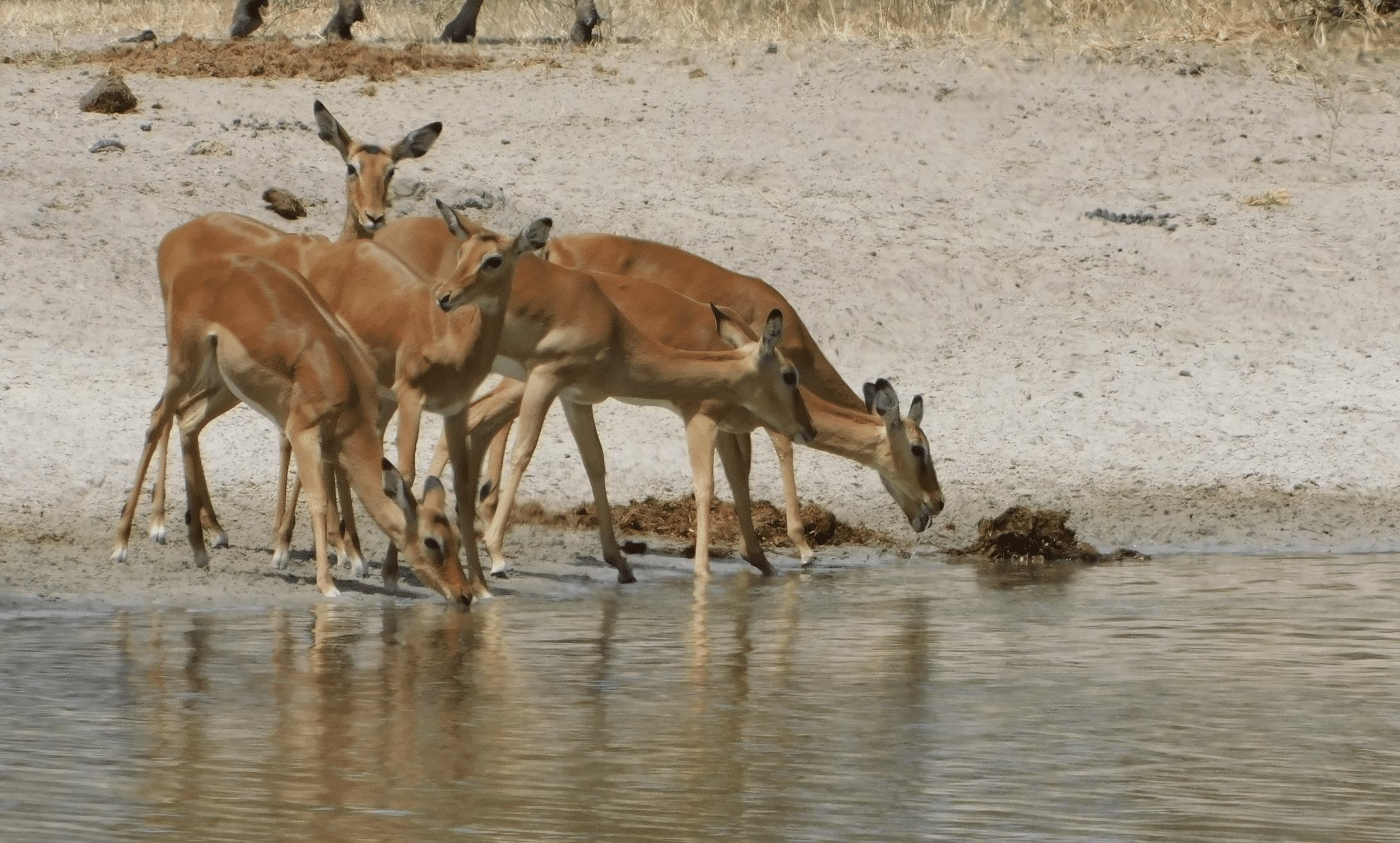 des gazelles dans le parc de tarangire