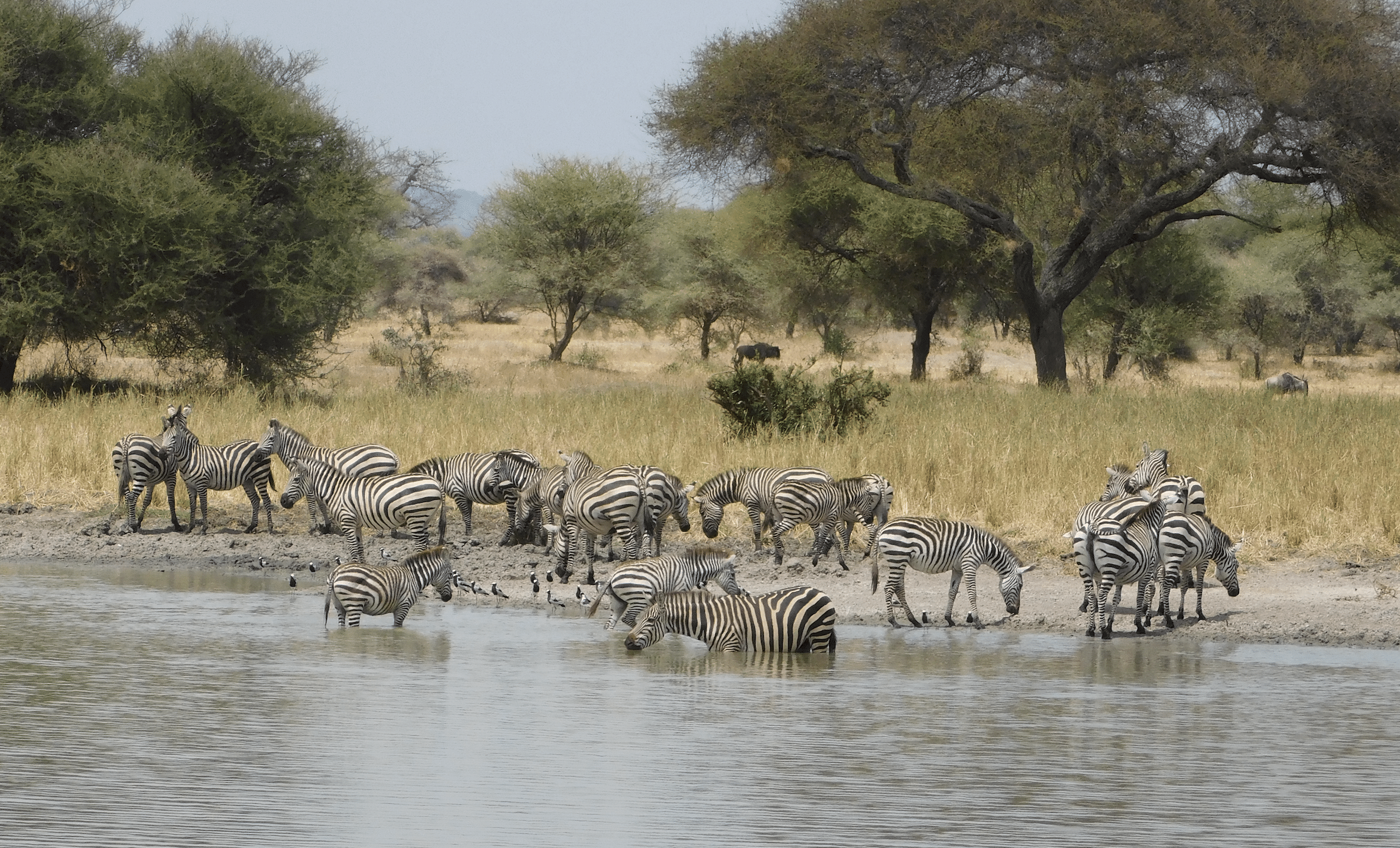 des zebres dans le parc de tarangire