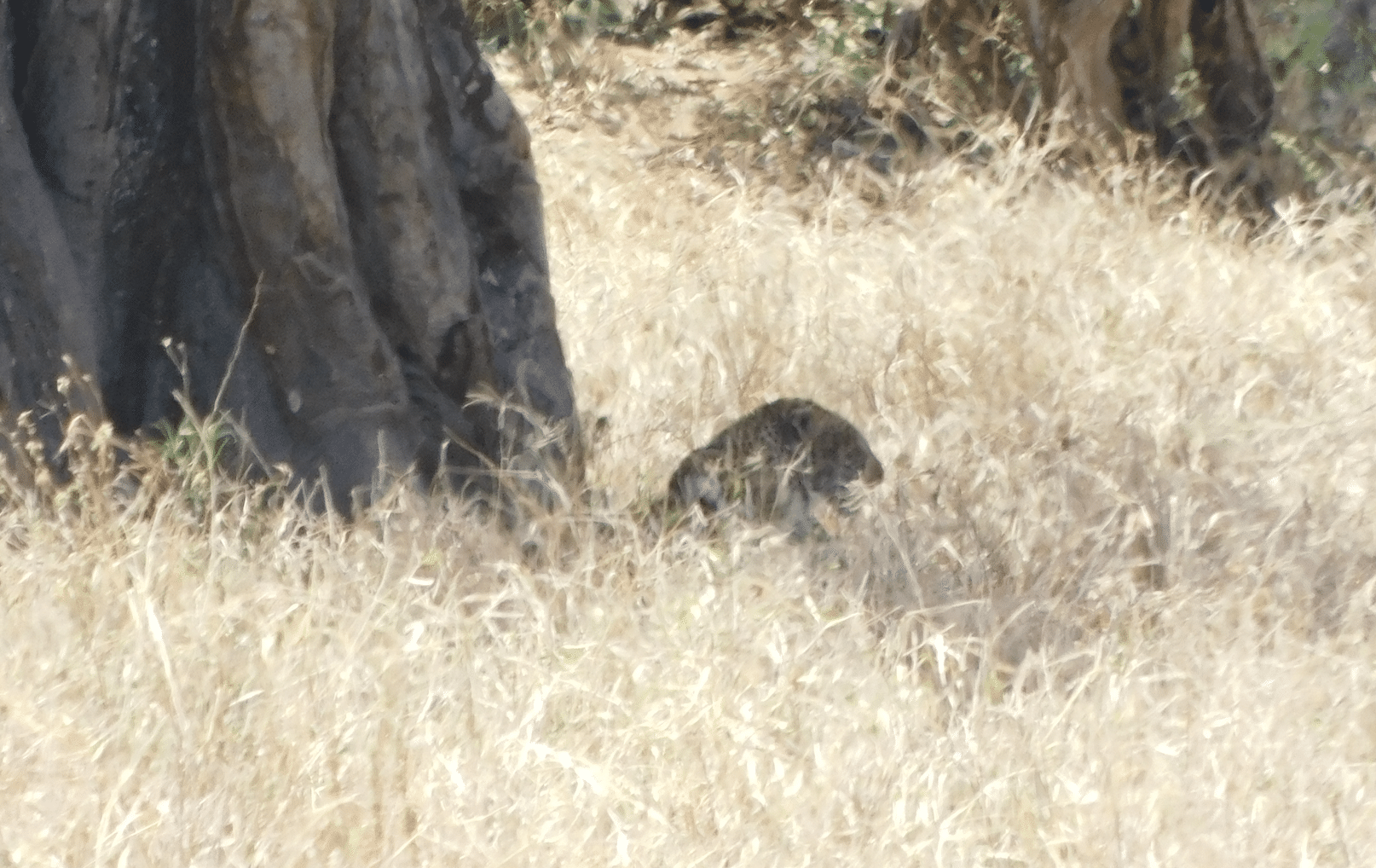 un leopard dans le parc de tarangire