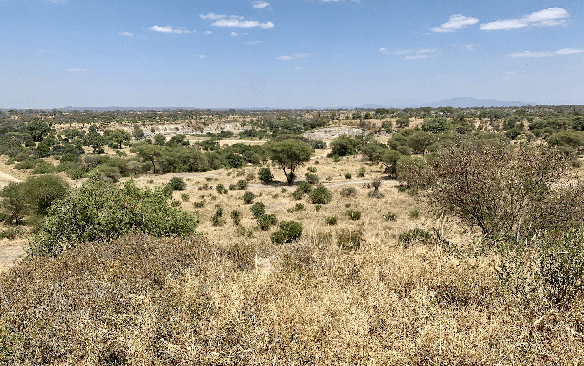 paysages de safari en tanzanie : le parc national de tarangire