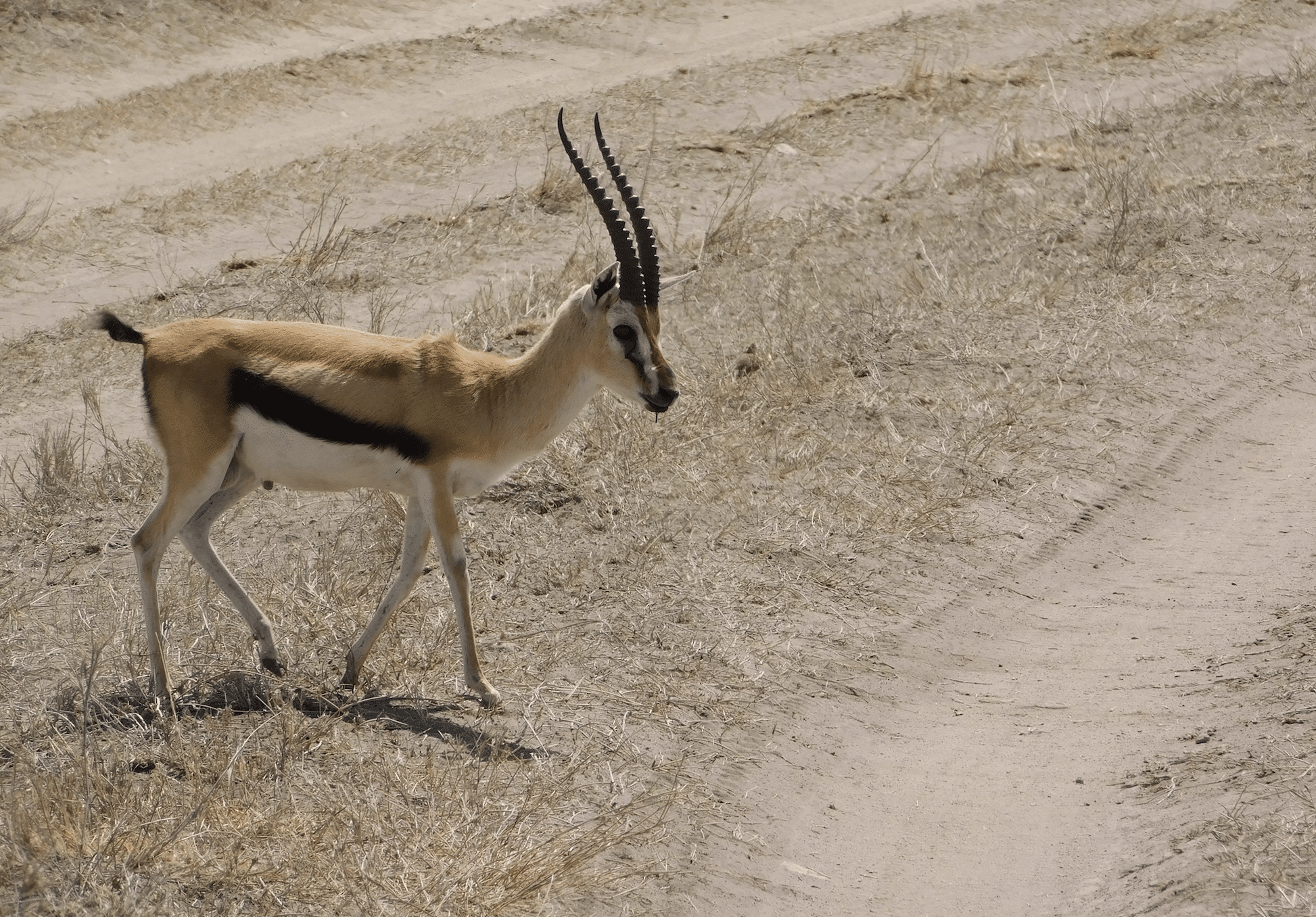 un jeune antilope au serengeti