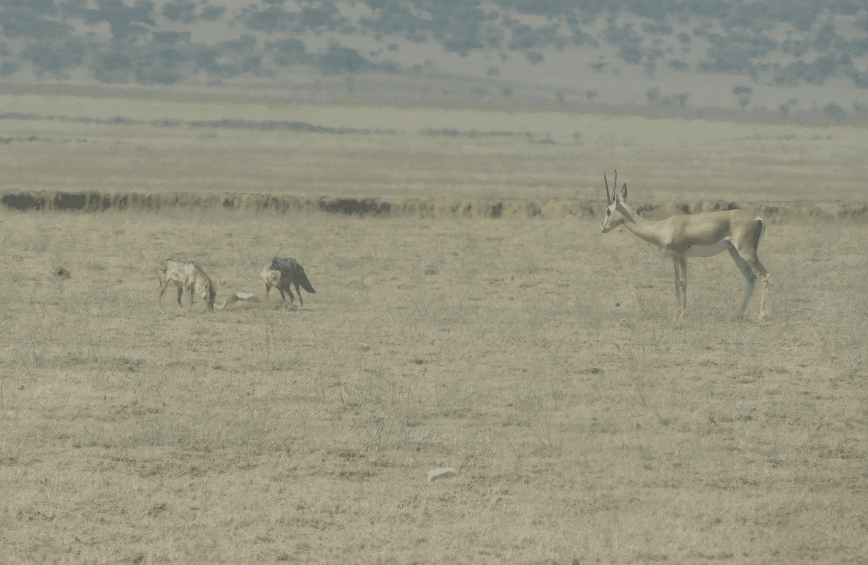 scene de chasse au serengeti