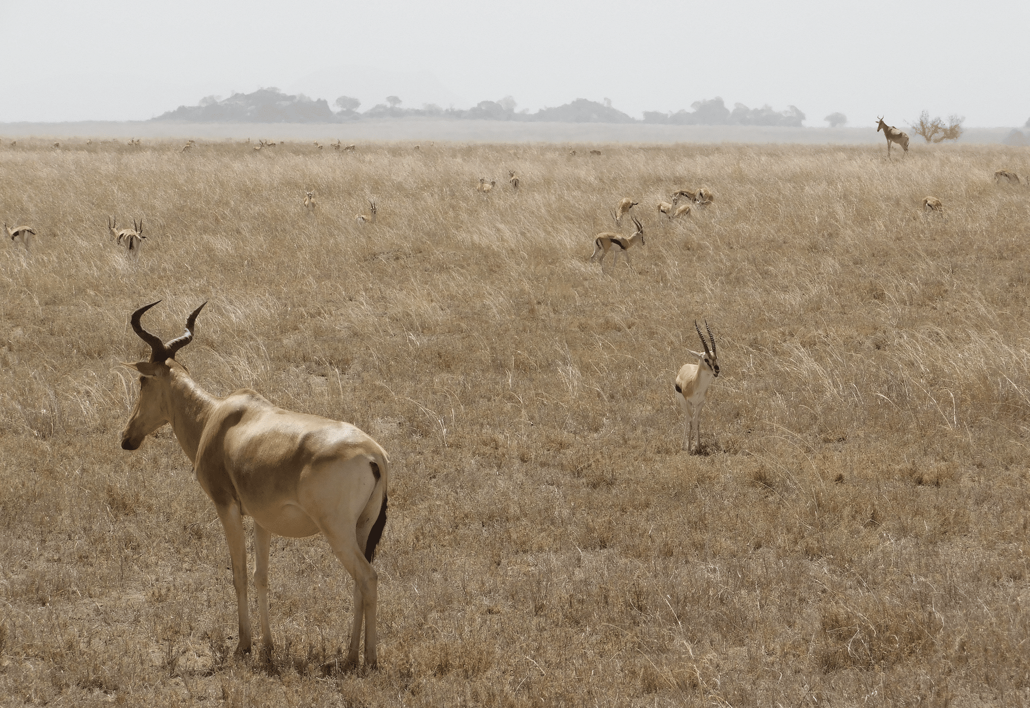 faire un safari en tanzanie : le parc du serengeti