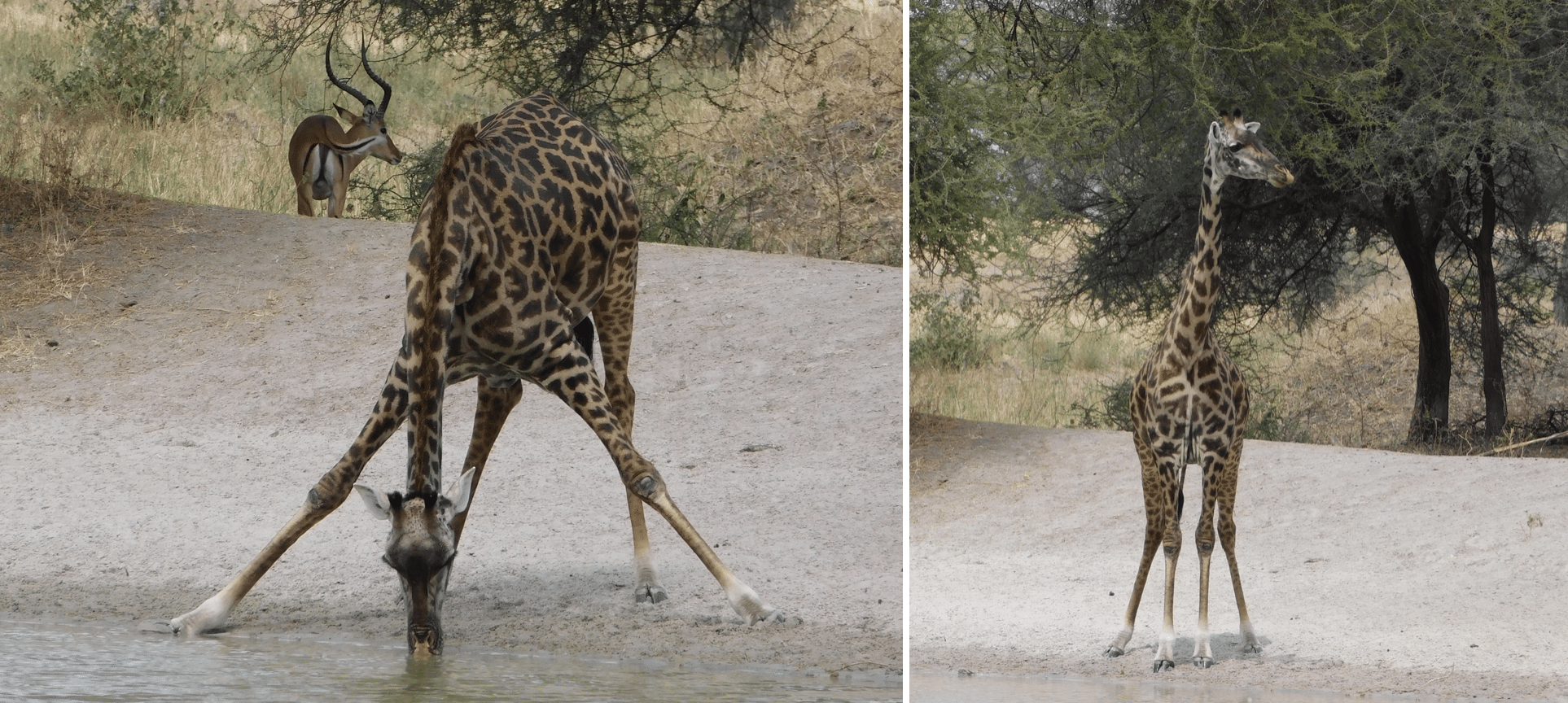 une girafe dans le parc de tarangire