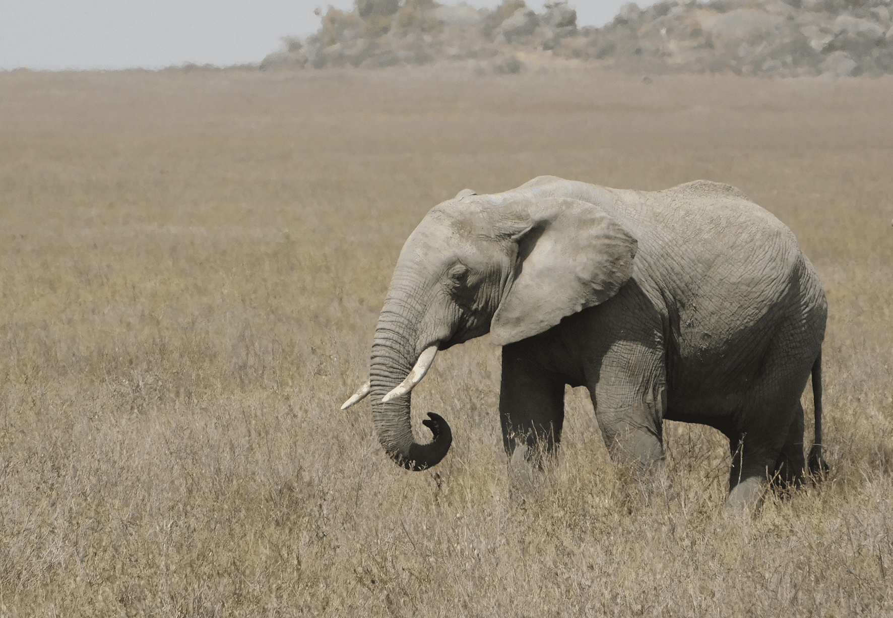 un elephant au serengeti