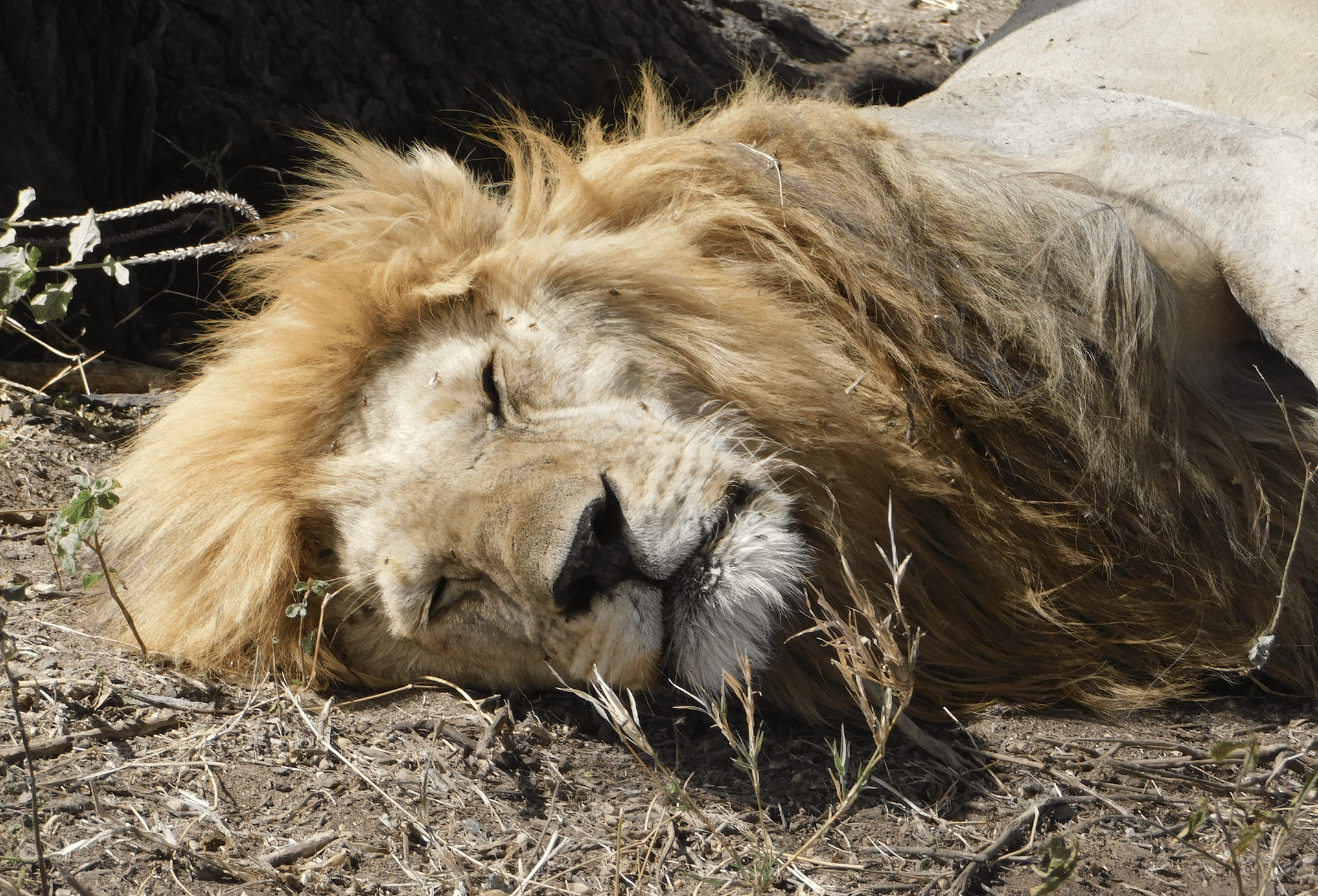 un lion dort au serengeti