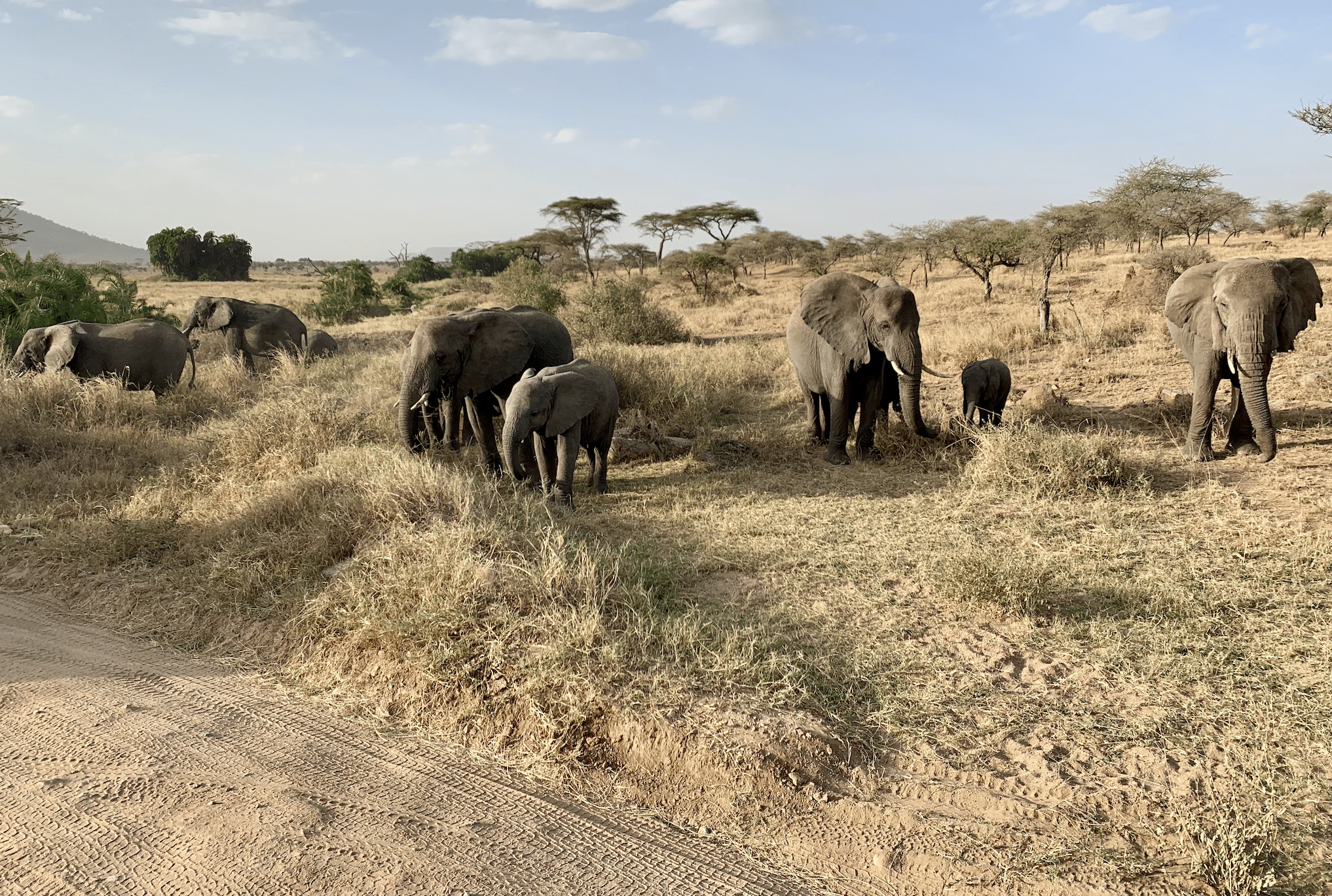 un troupeau d'elephants au serengeti