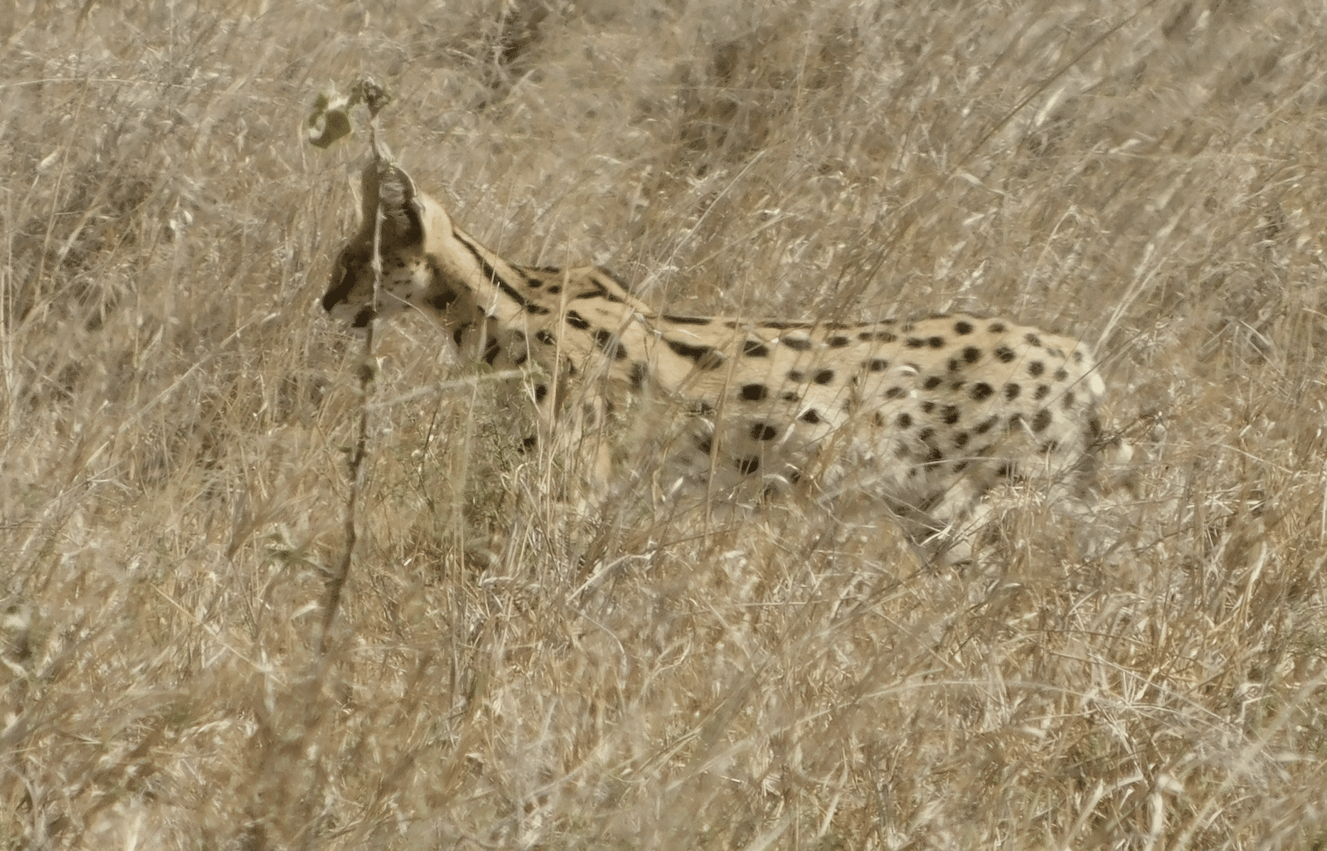 un serval dans le parc du serengeti