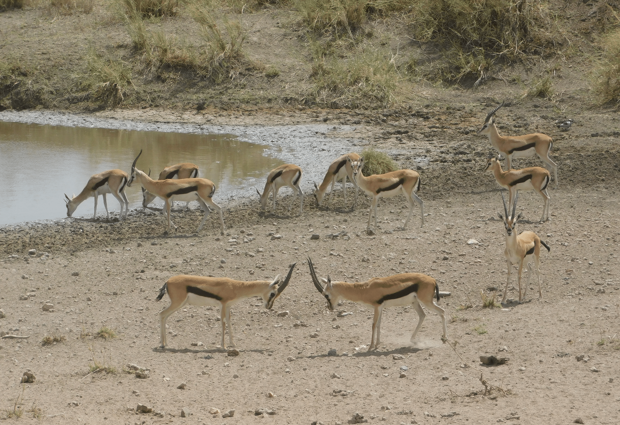 des gazelles dans le parc du serengeti