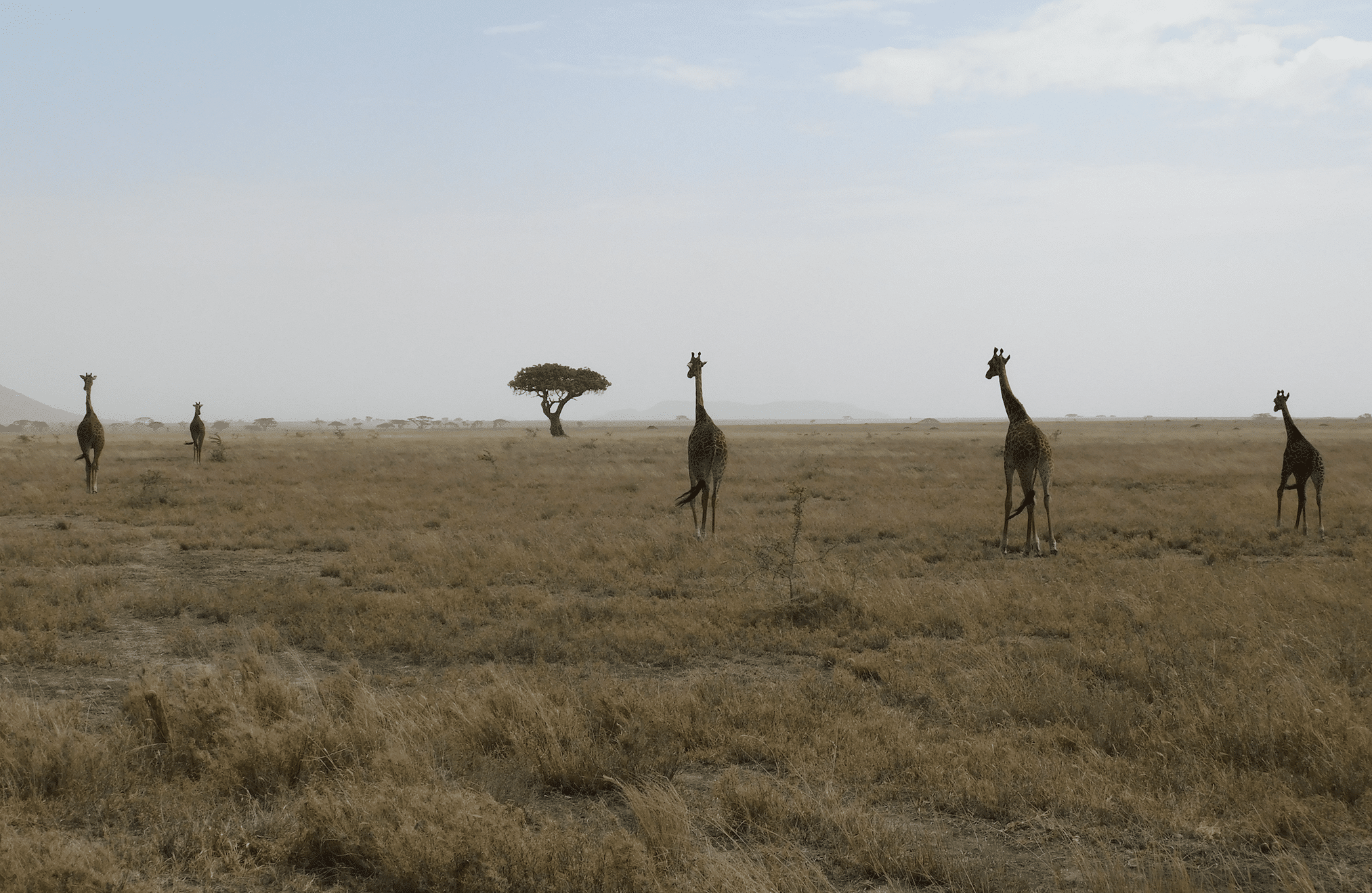 des girafes dans le parc du serengeti