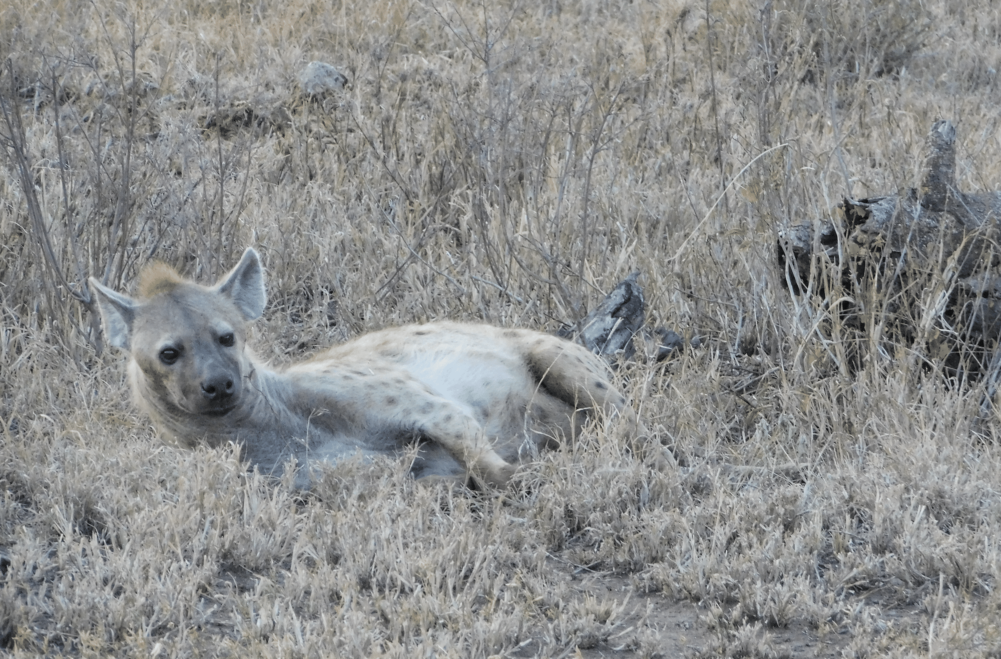 une hyiene dans le parc du serengeti