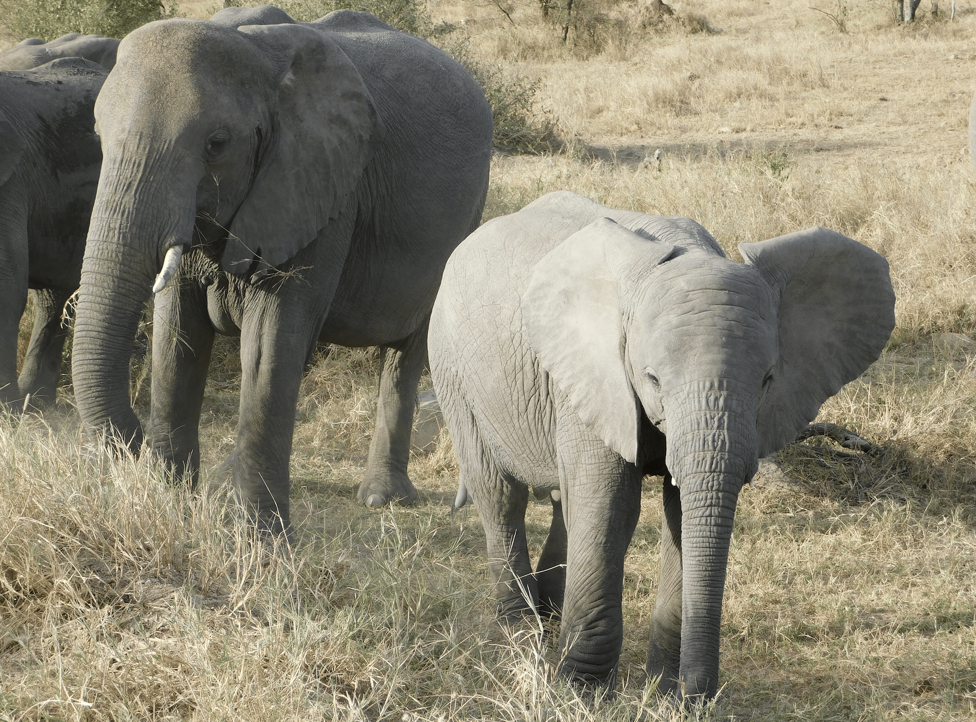 un elephanteau dans le parc national du serengeti