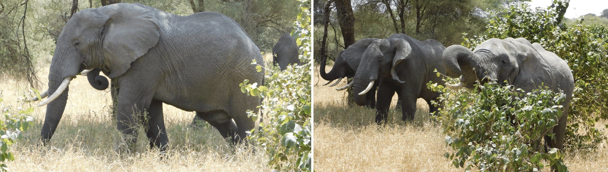 des elephants dans le parc de tarangire