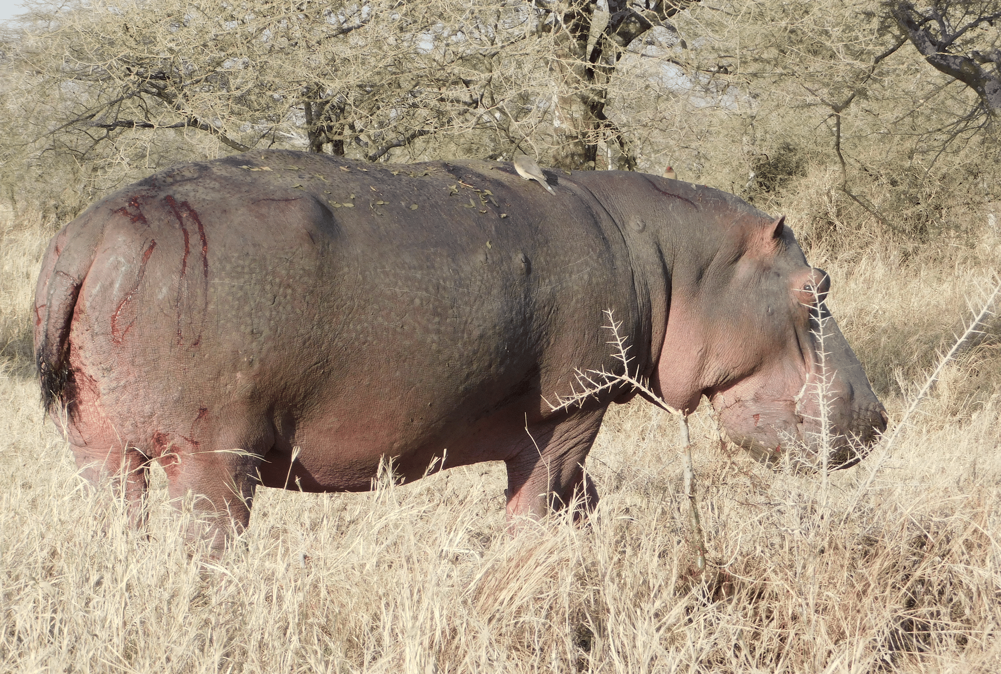 un hippopotame dans le parc du serengeti