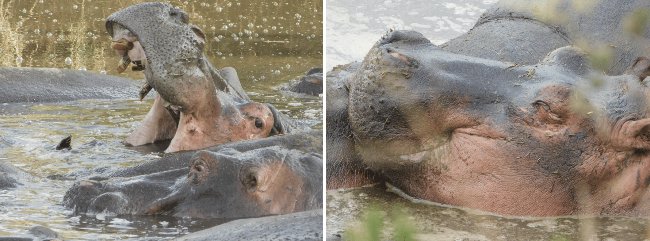 des hippopotames dans le parc du serengeti