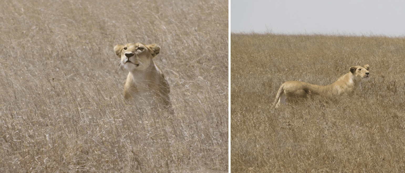 des lionnes au serengeti