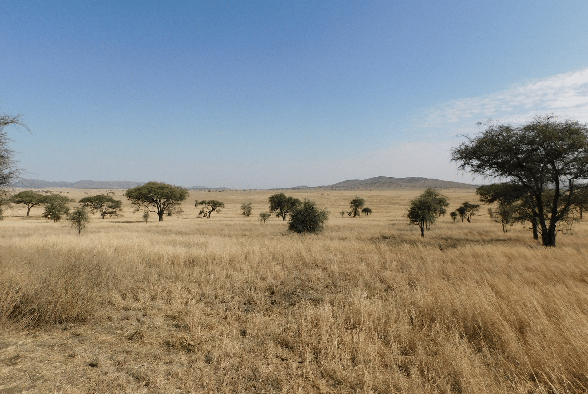 safari en tanzanie : paysages du parc du serengeti