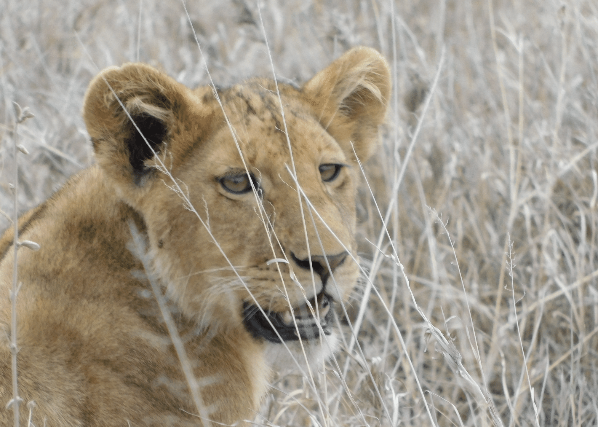 un lionceau dans le parc du serengeti