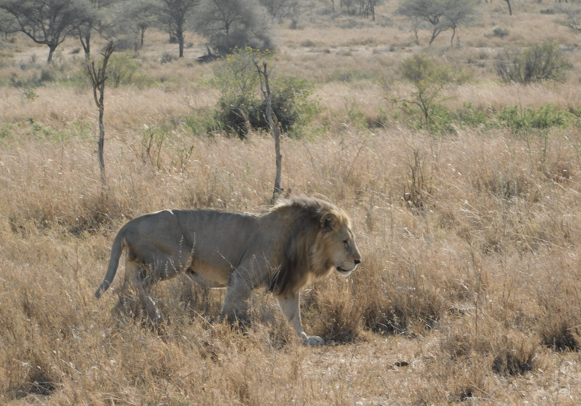 un lion dans le parc du serengeti