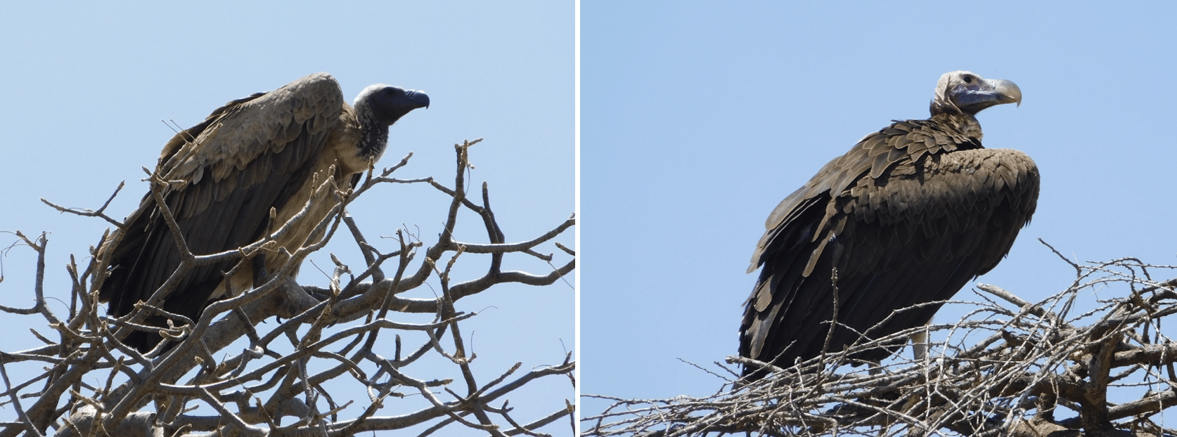 des aigles dans le parc de tarangire