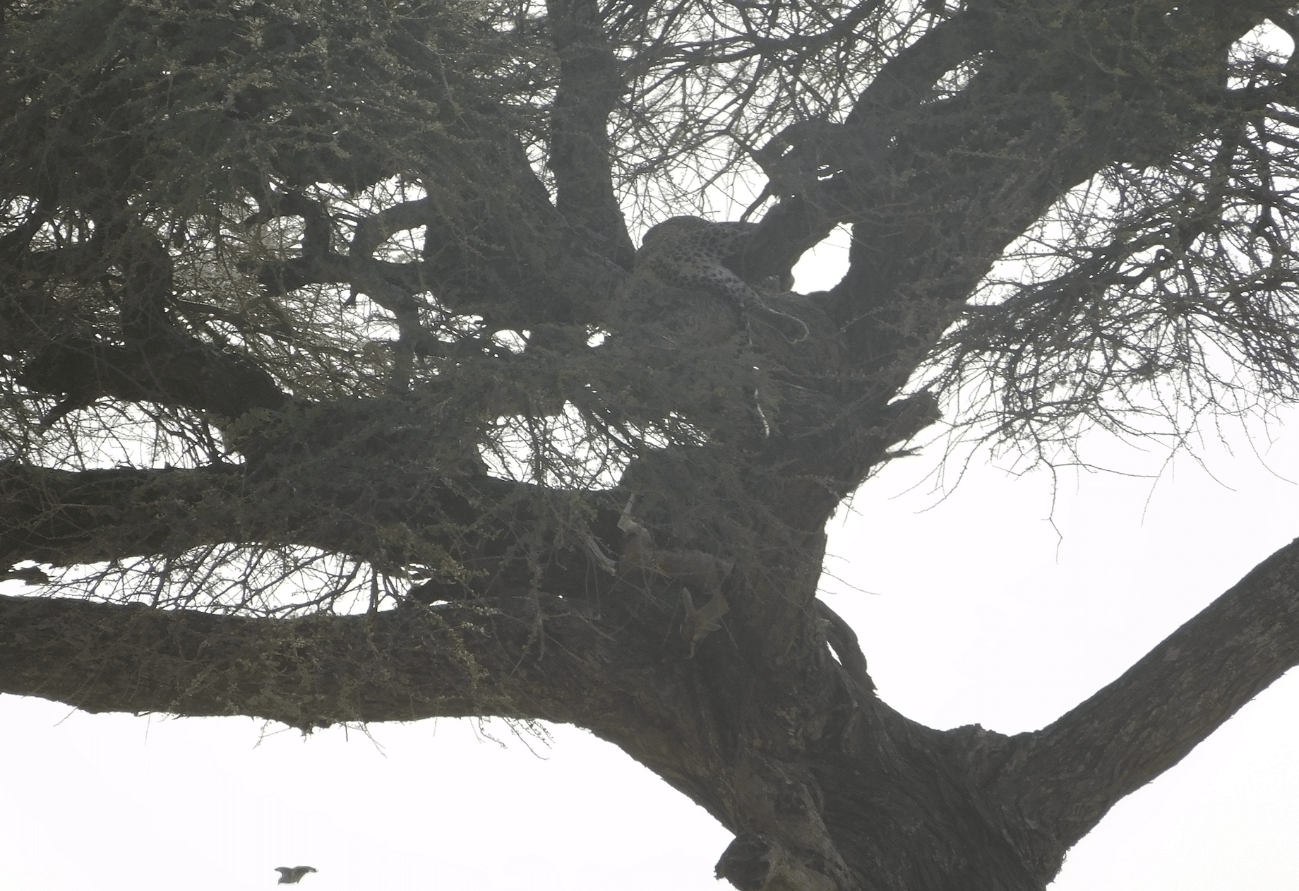 un leopard au serengeti