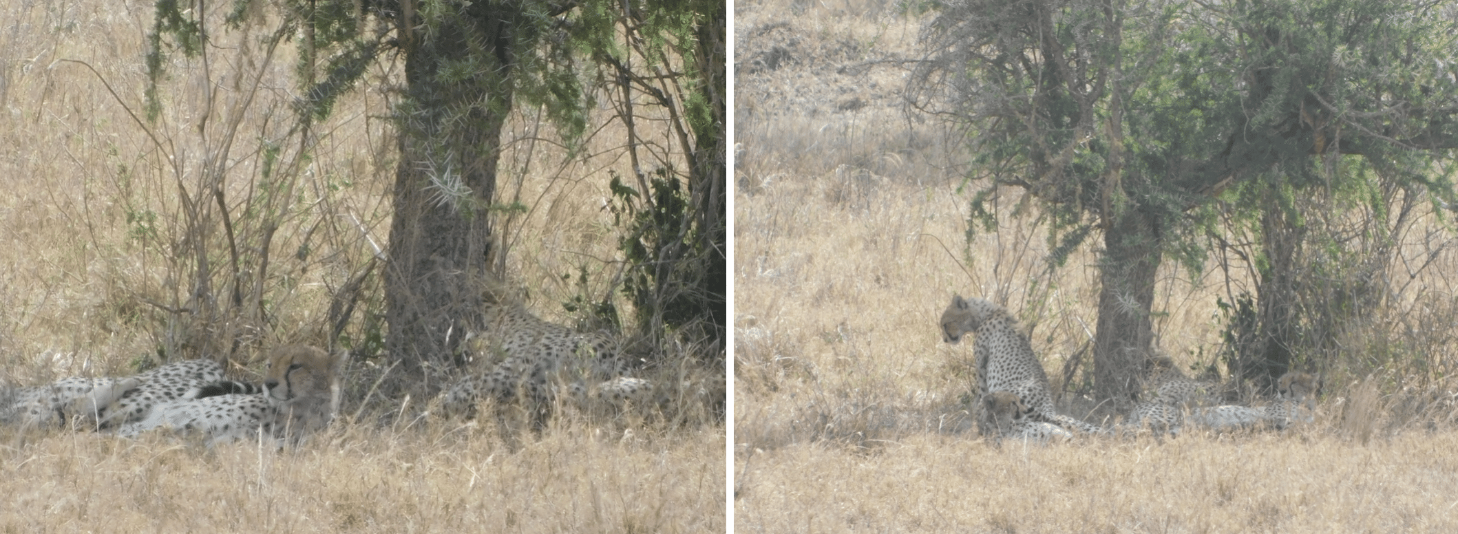 des guepards dans le parc du serengeti