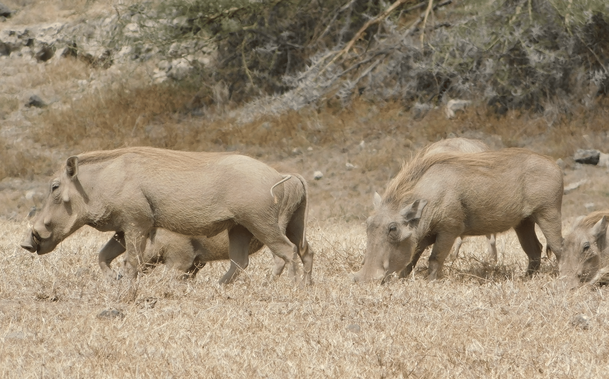 des phacocheres dans le cratere du ngorongoro