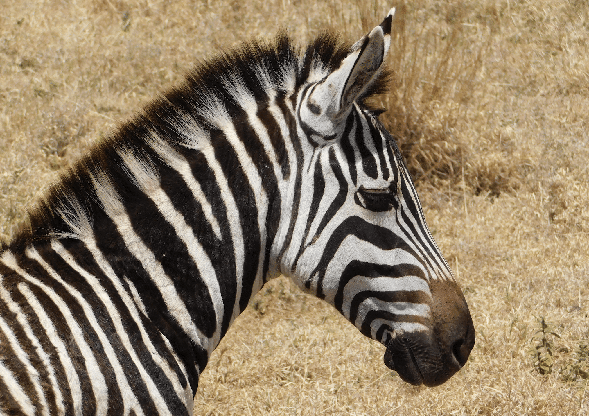 un zebre dans le cratere du ngorongoro