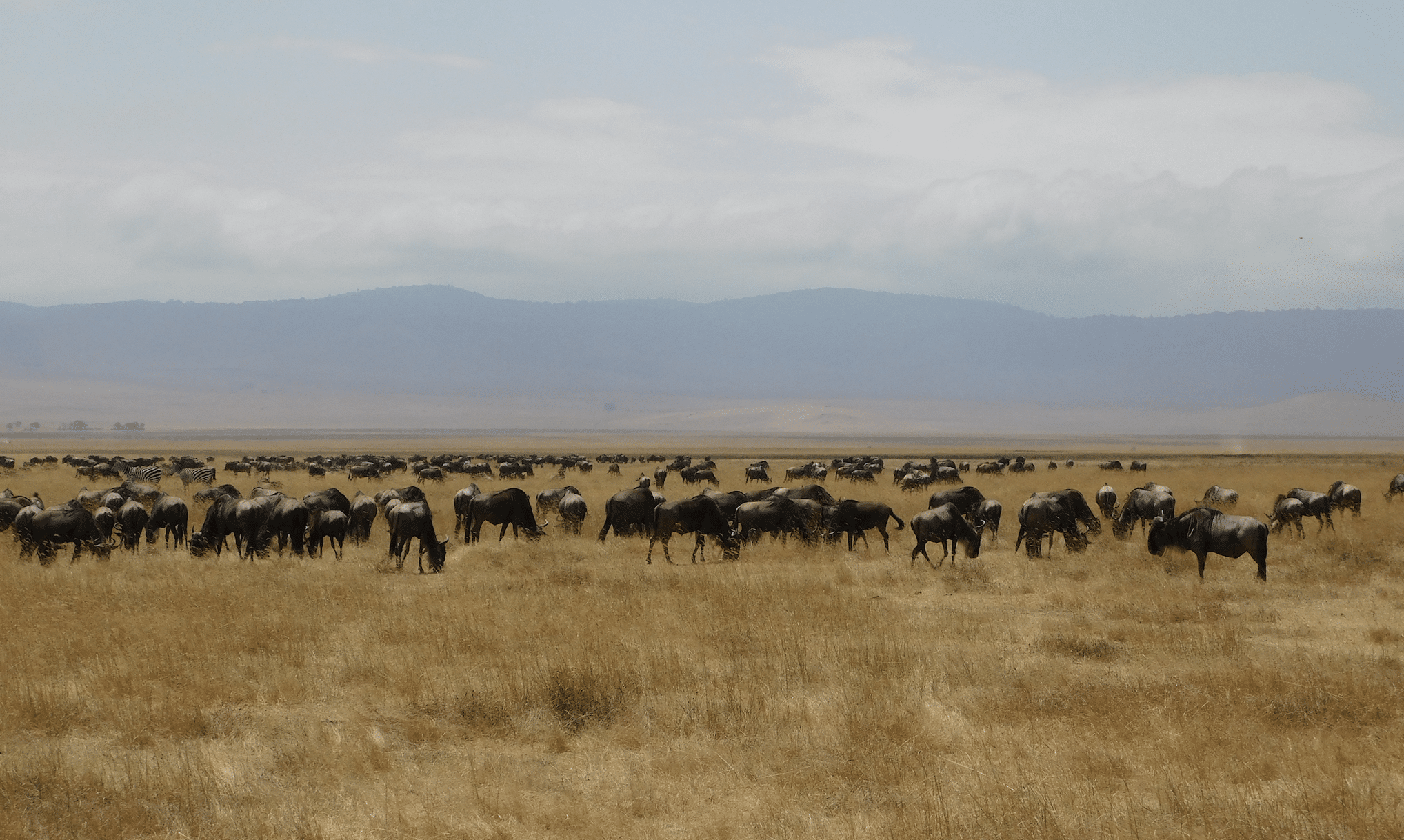 des gnous dans le cratere du ngorongoro