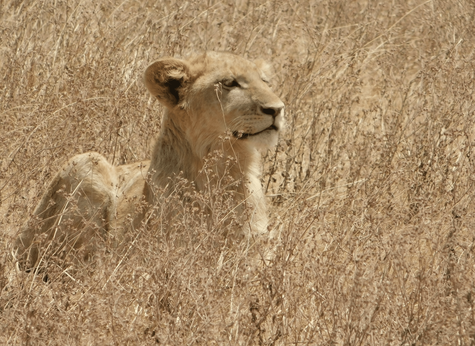 une lionne dans le cratere du ngorongoro