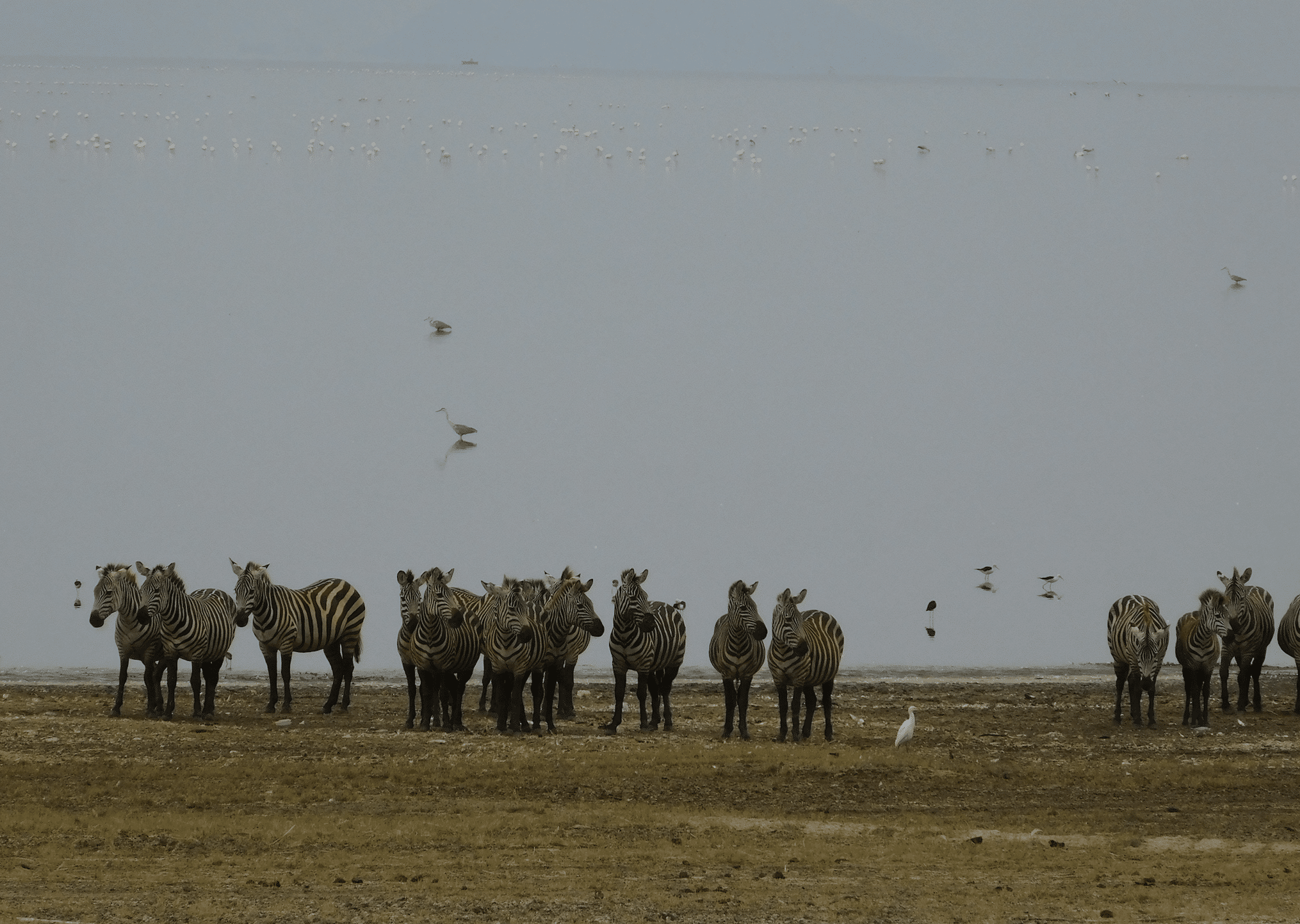 safari en tanzanie : zebres dans le parc du lac manyara