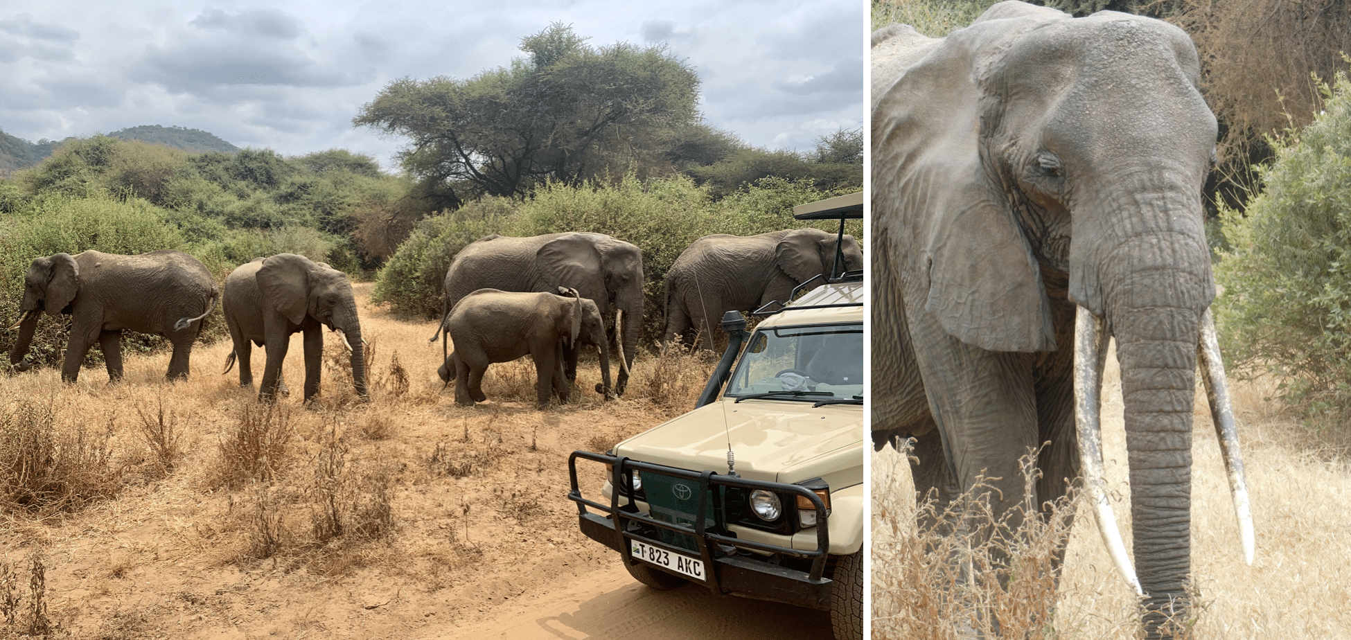 safari en tanzanie : troupeau d'elephants dans le parc du lac manyara