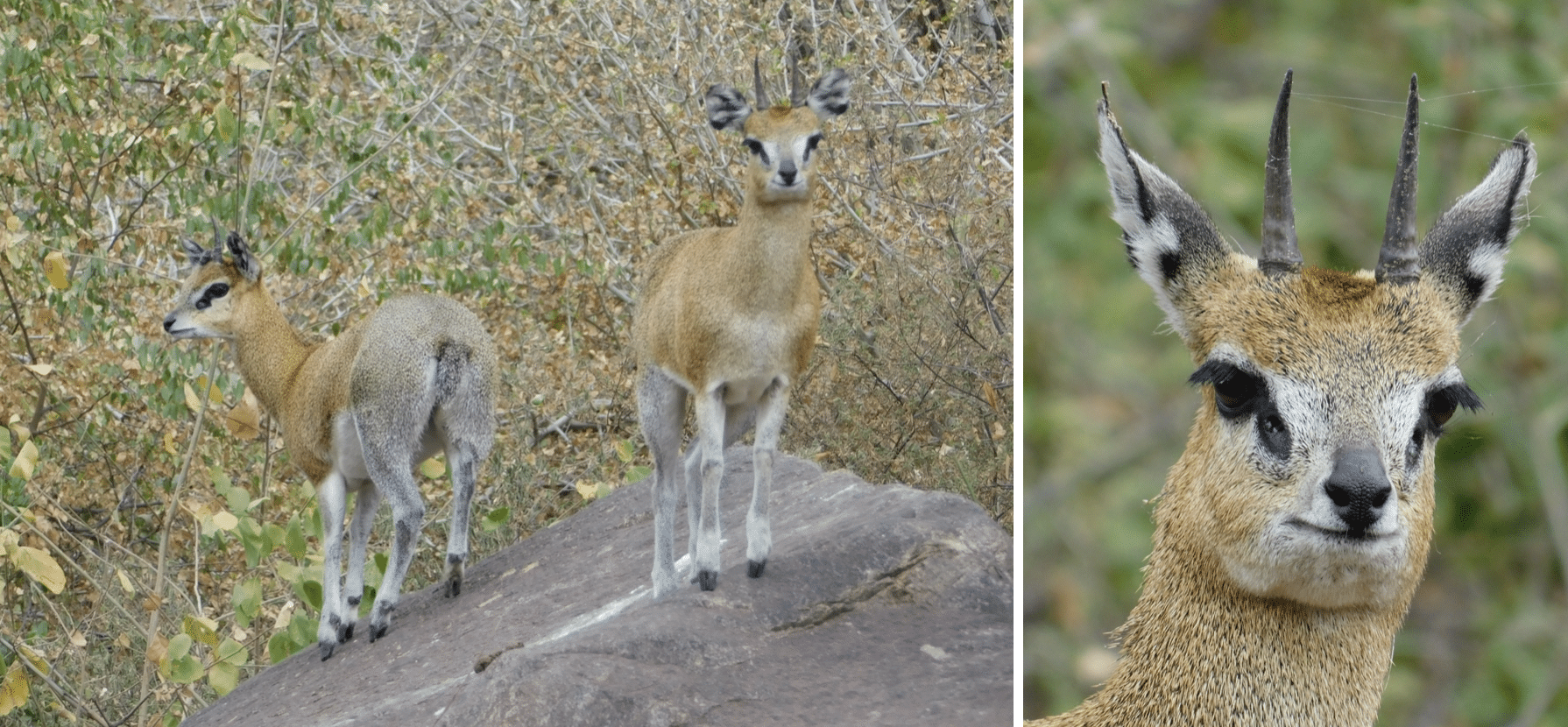 safari en tanzanie : gazelles dans le parc du lac manyara