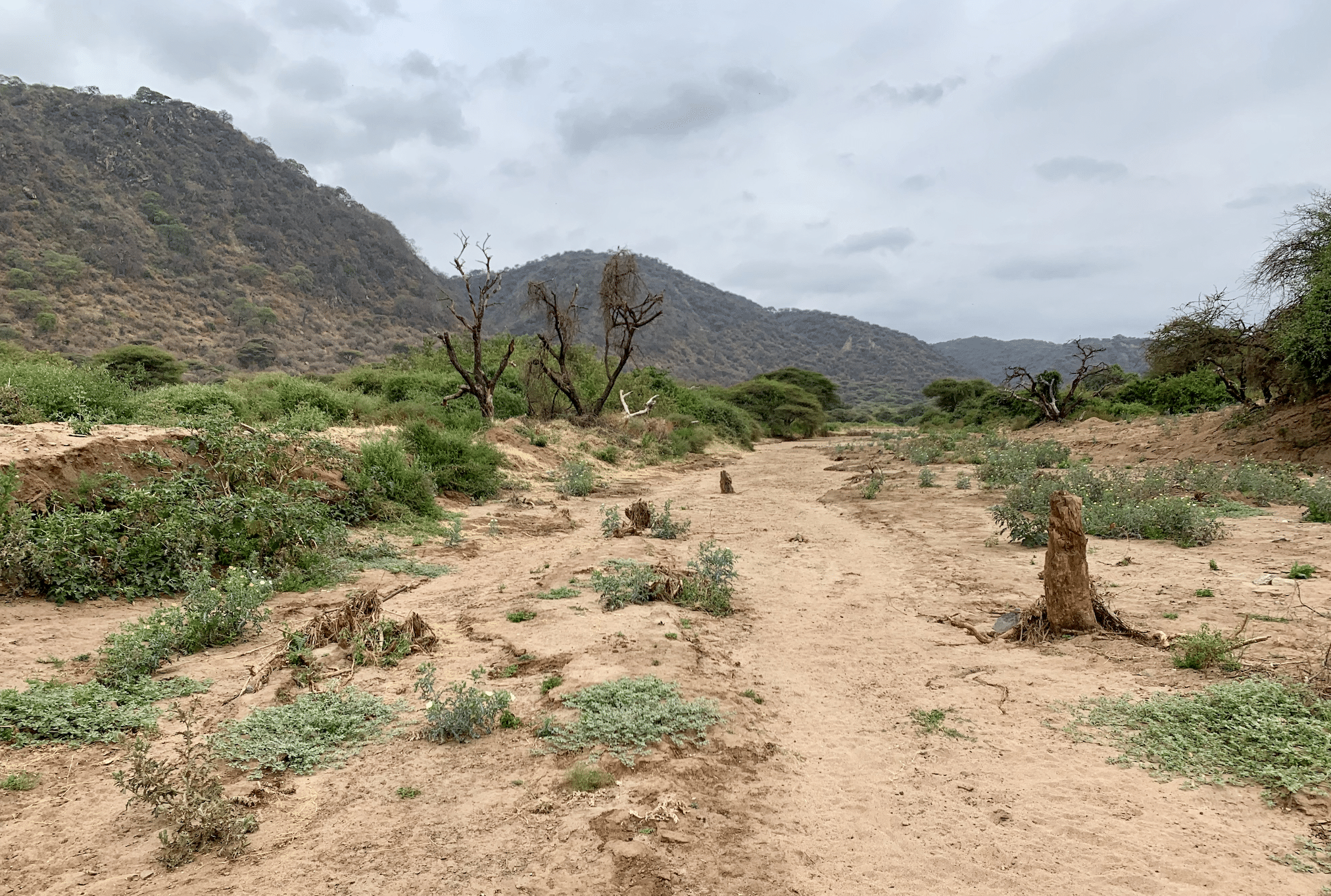 safari en tanzanie : paysage de savane dans le parc du lac manyara