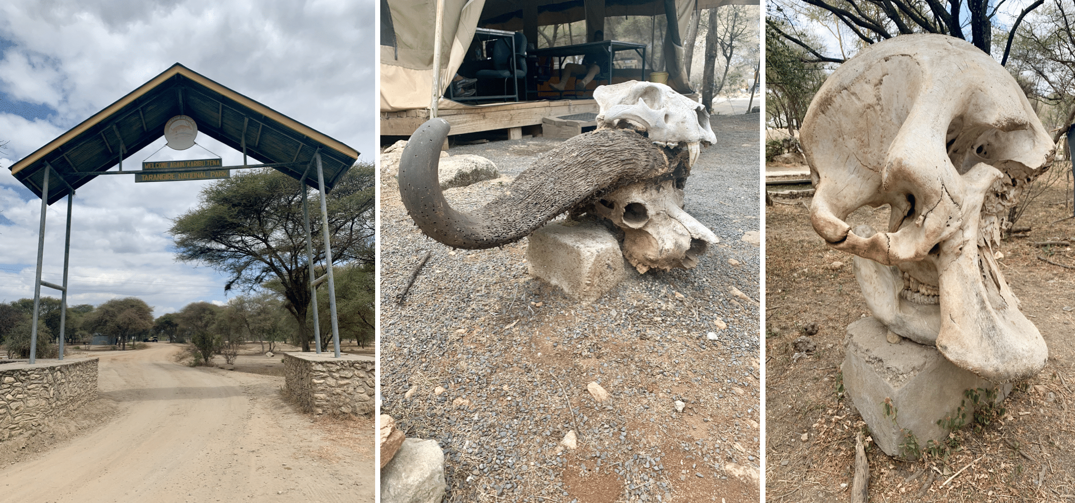 safari en tanzanie : parc de tarangire