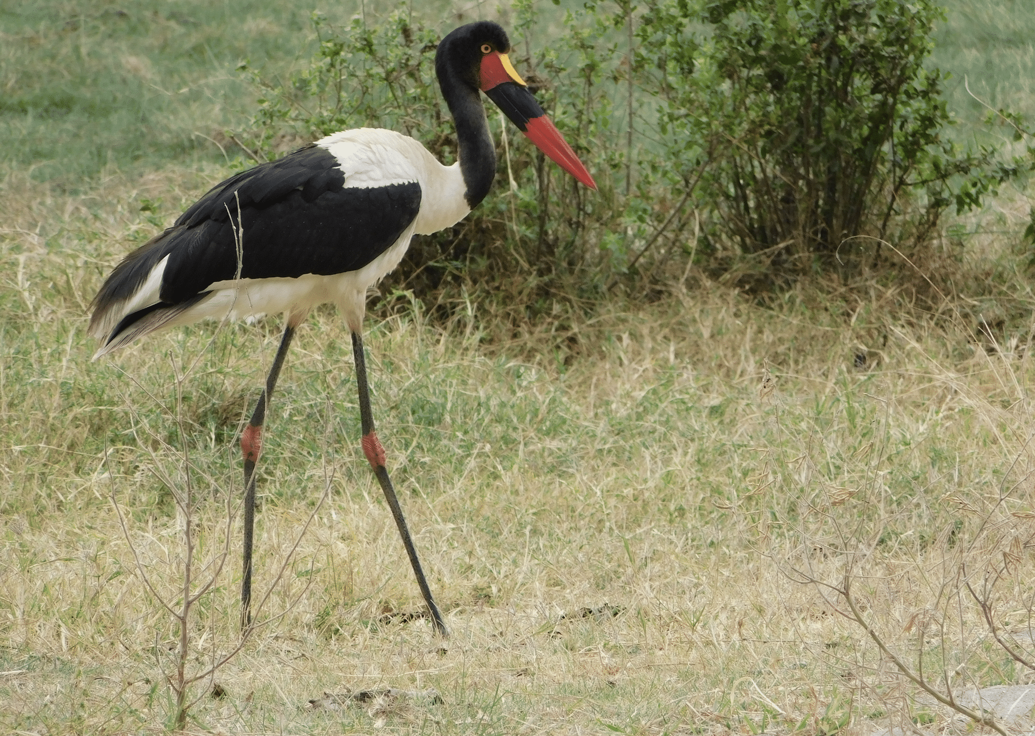 safari en tanzanie : oiseau dans le parc du lac manyara