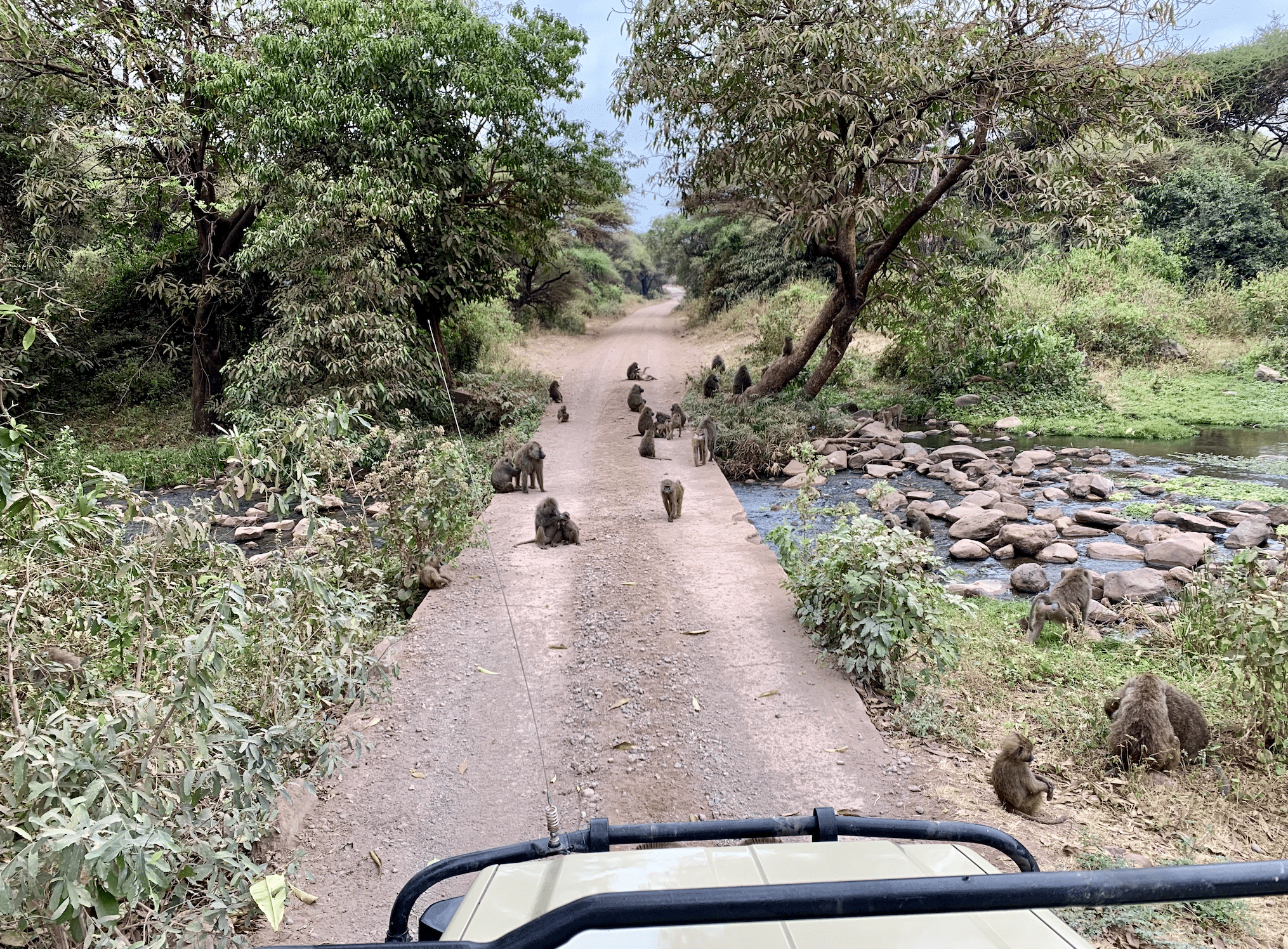 safari en tanzanie : babouins dans le parc du lac manyara
