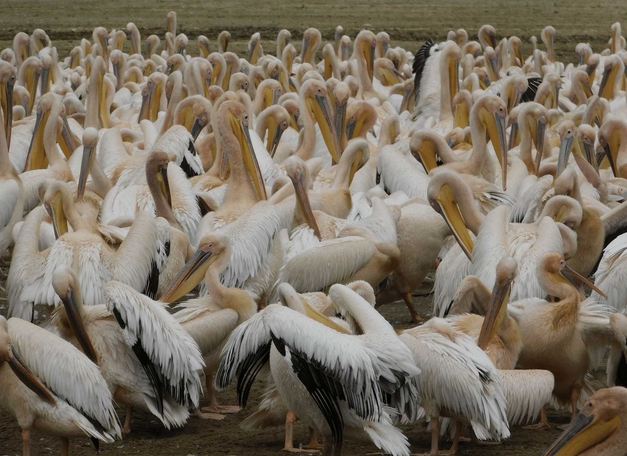 safari en tanzanie : pelicans dans le parc du lac manyara