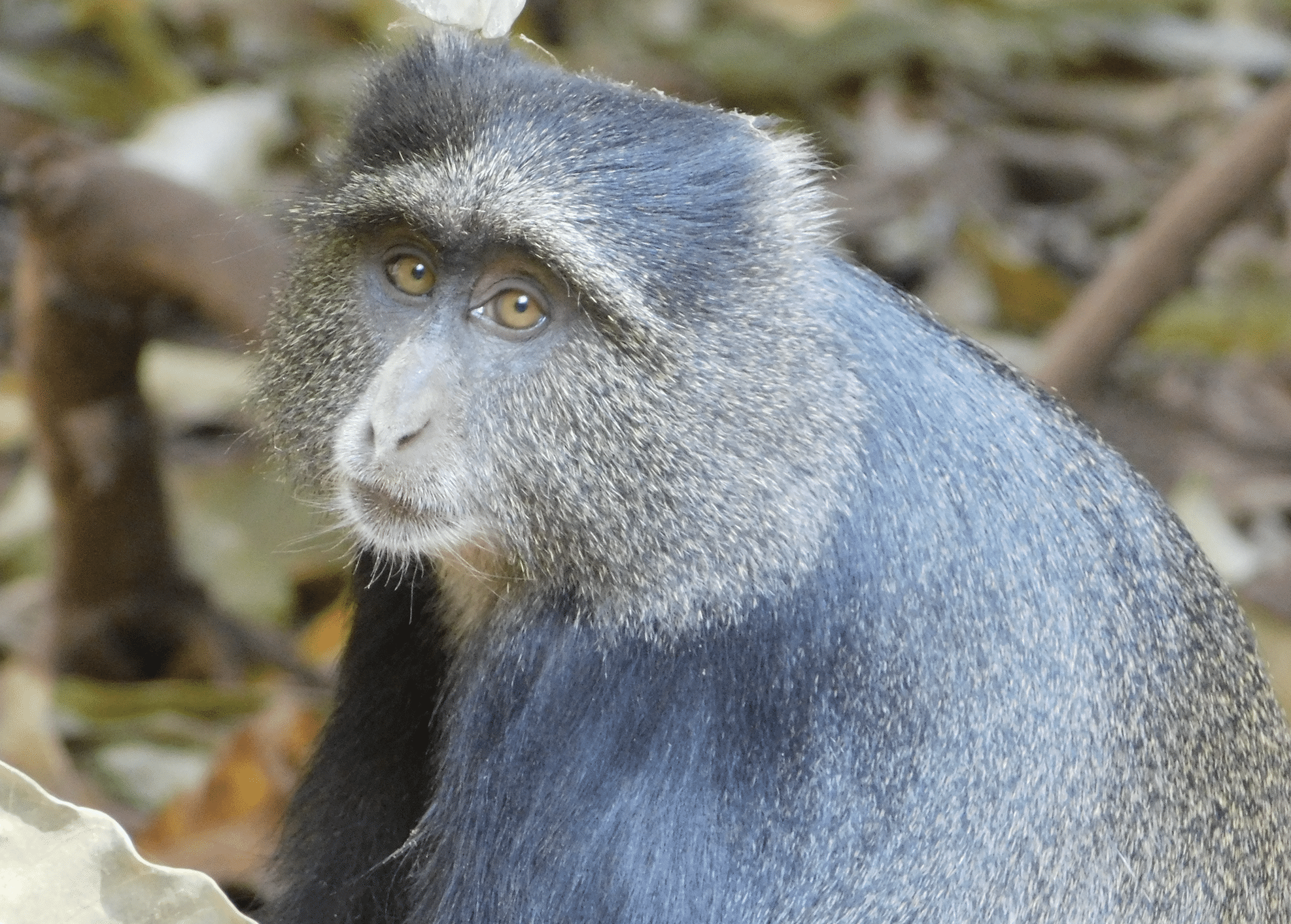 safari en tanzanie : un singe dans le parc du lac manyara