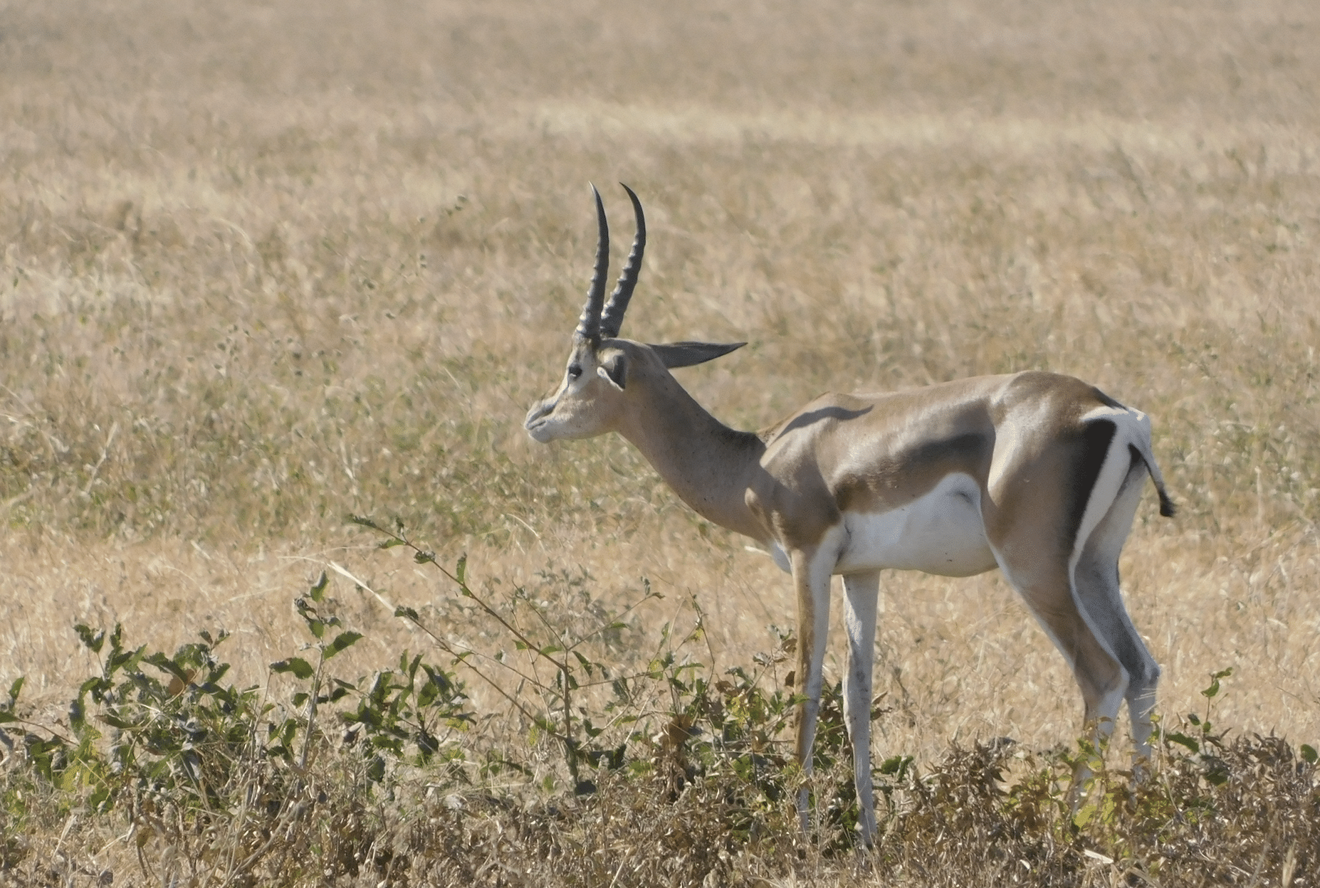 une antilope dans le parc de tarangire