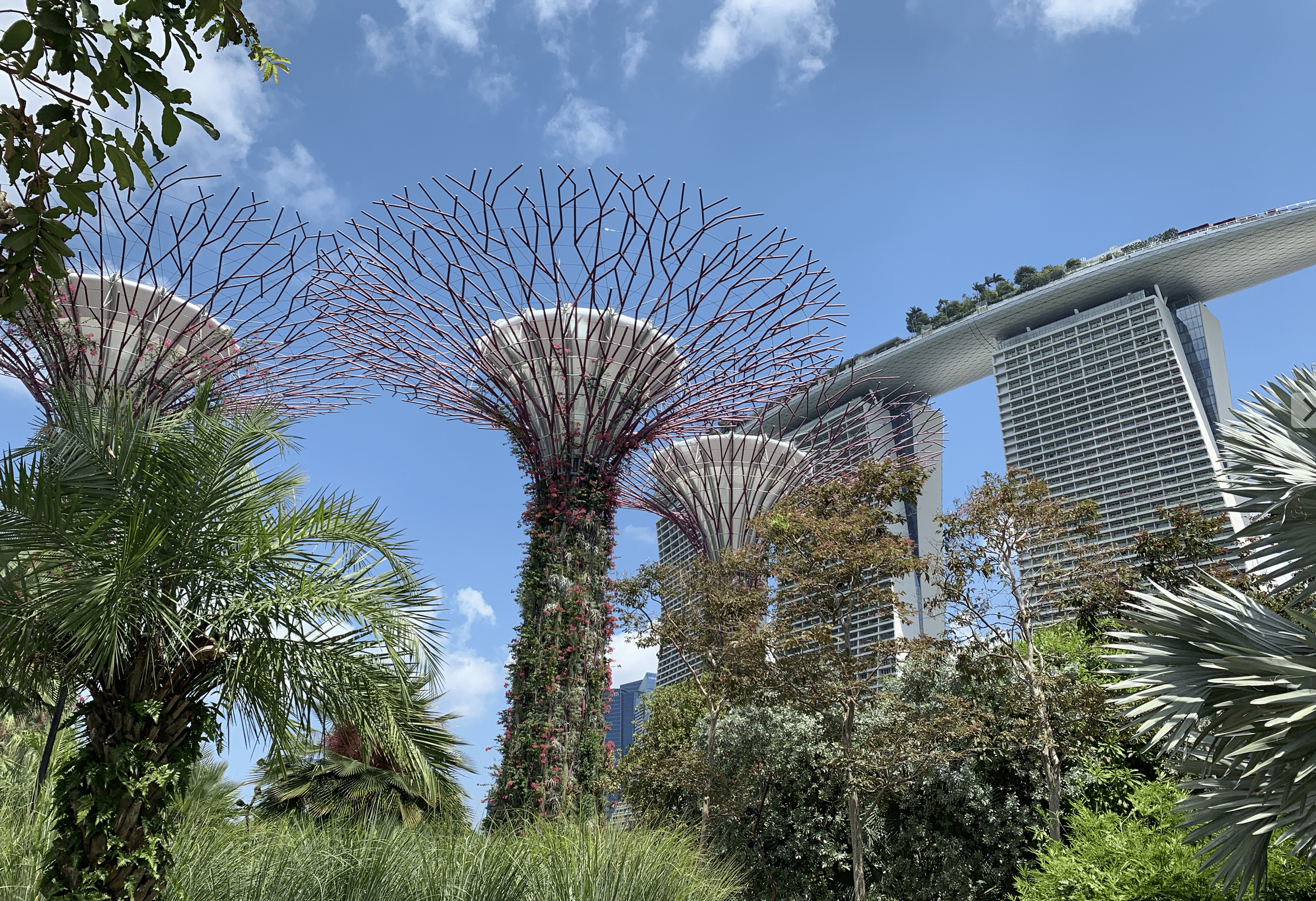 visiter singapour : les jardins botaniques