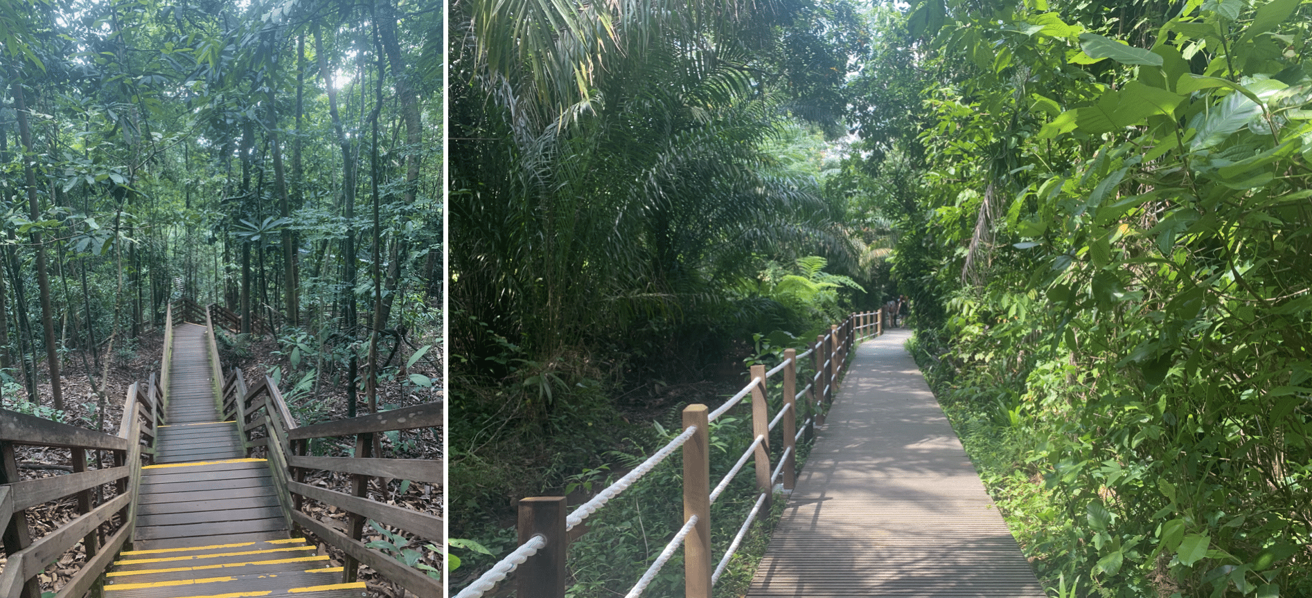 trail du reservoir macritchie a singapour