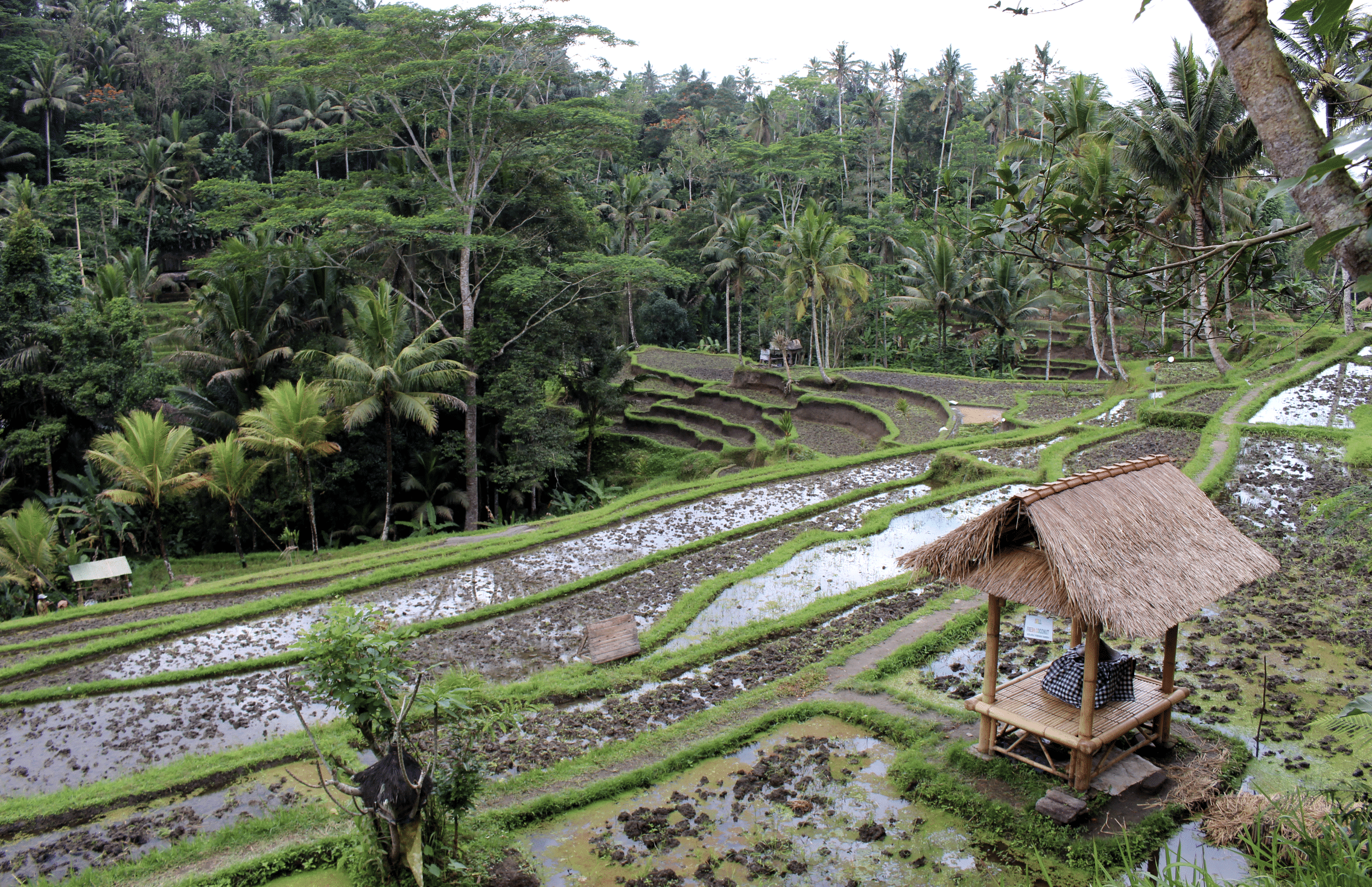 rizieres pres du gunung kawi