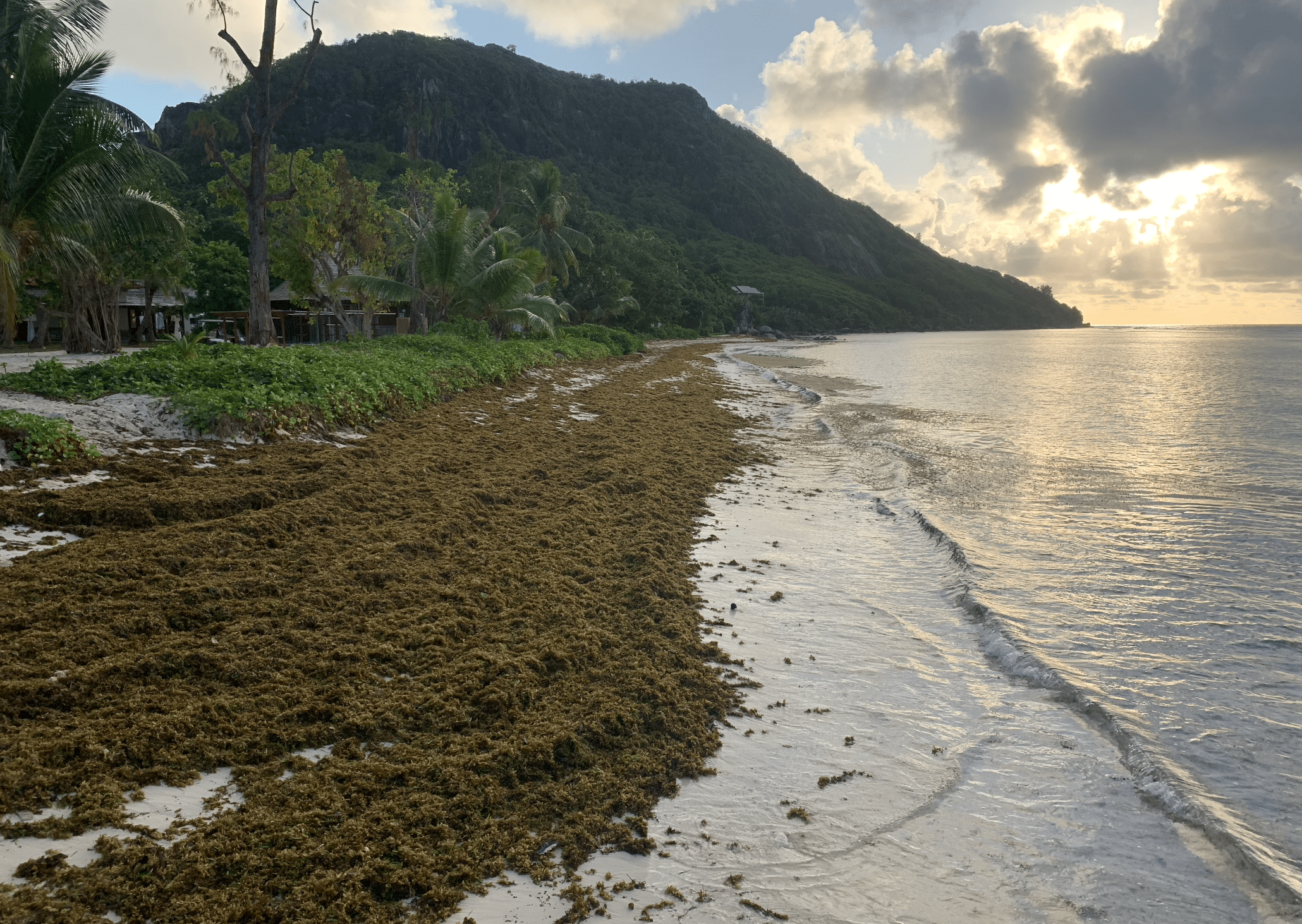 des algues sur la plage