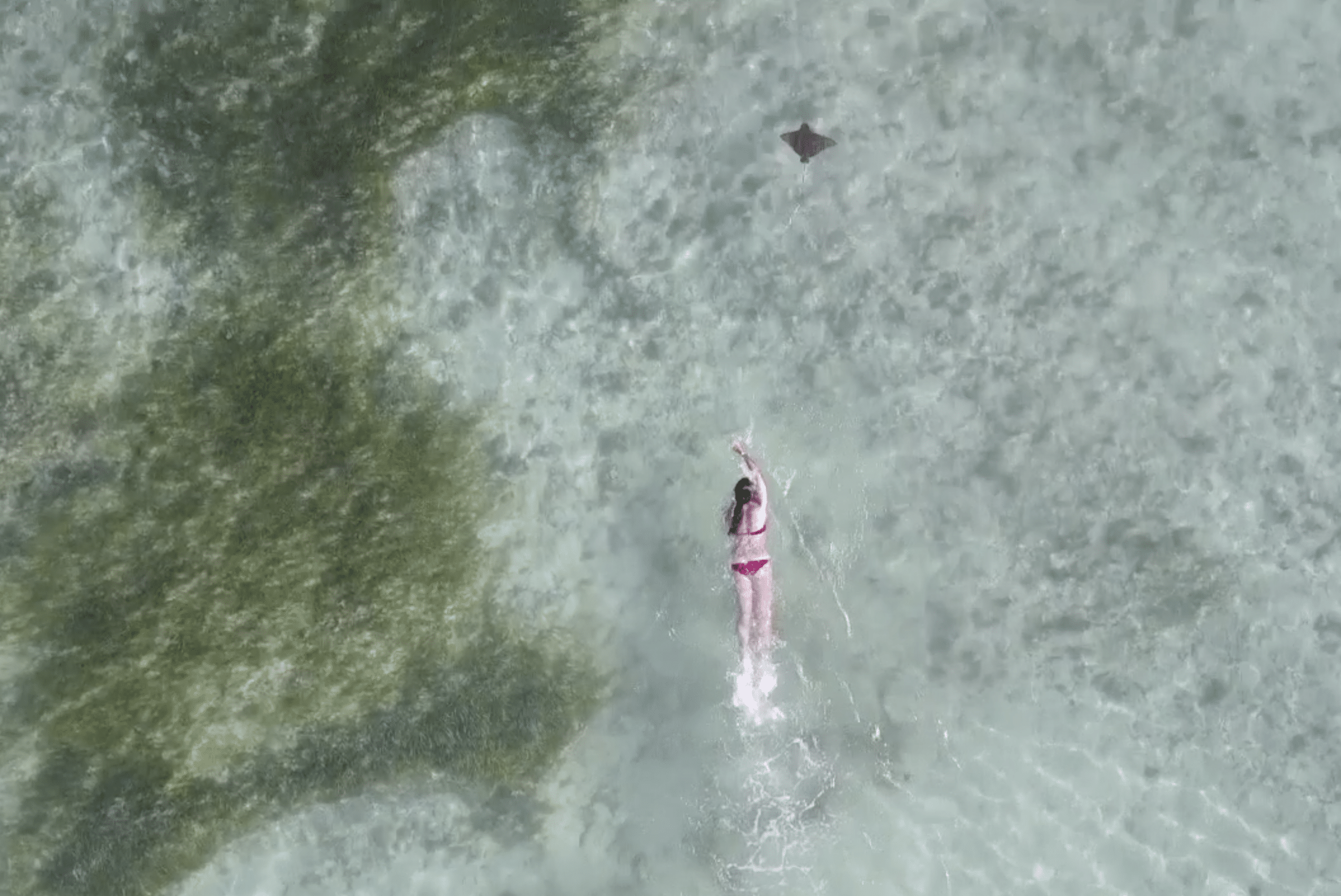 snorkeling avec une raie au club med seychelles