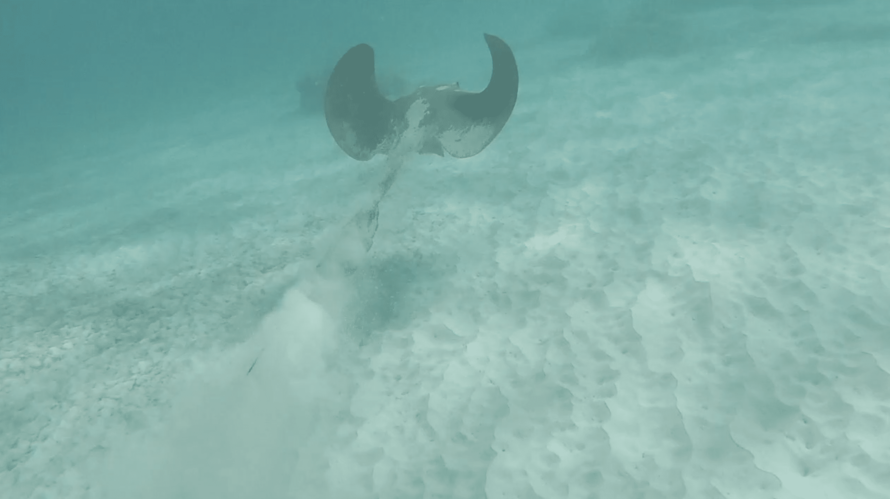 une raie lors d'une sortie snorkeling au club med seychelles